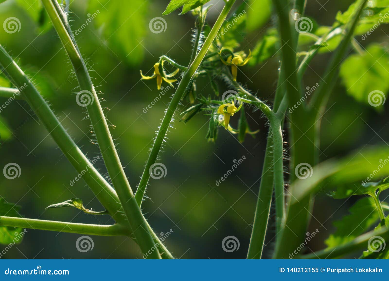 A Tomato Flower Ready for Pollination Stock Image Image of