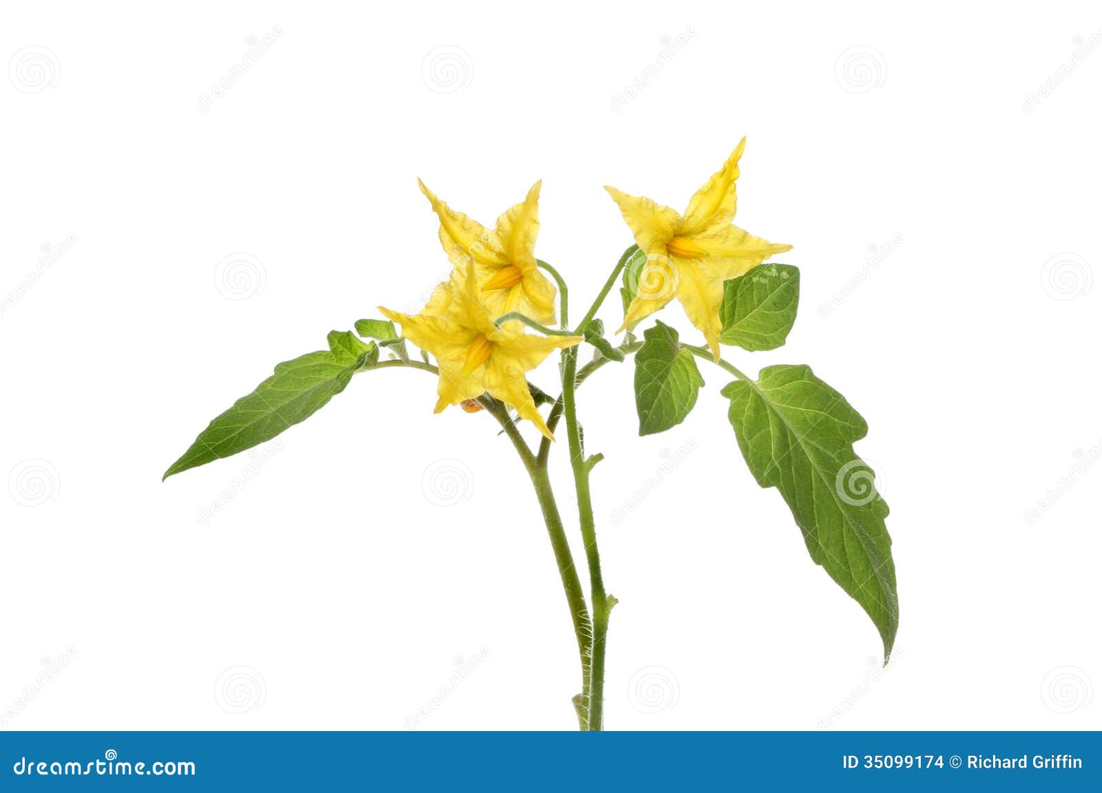 Tomato flowers stock photo. Image of yellow, foliage 35099174