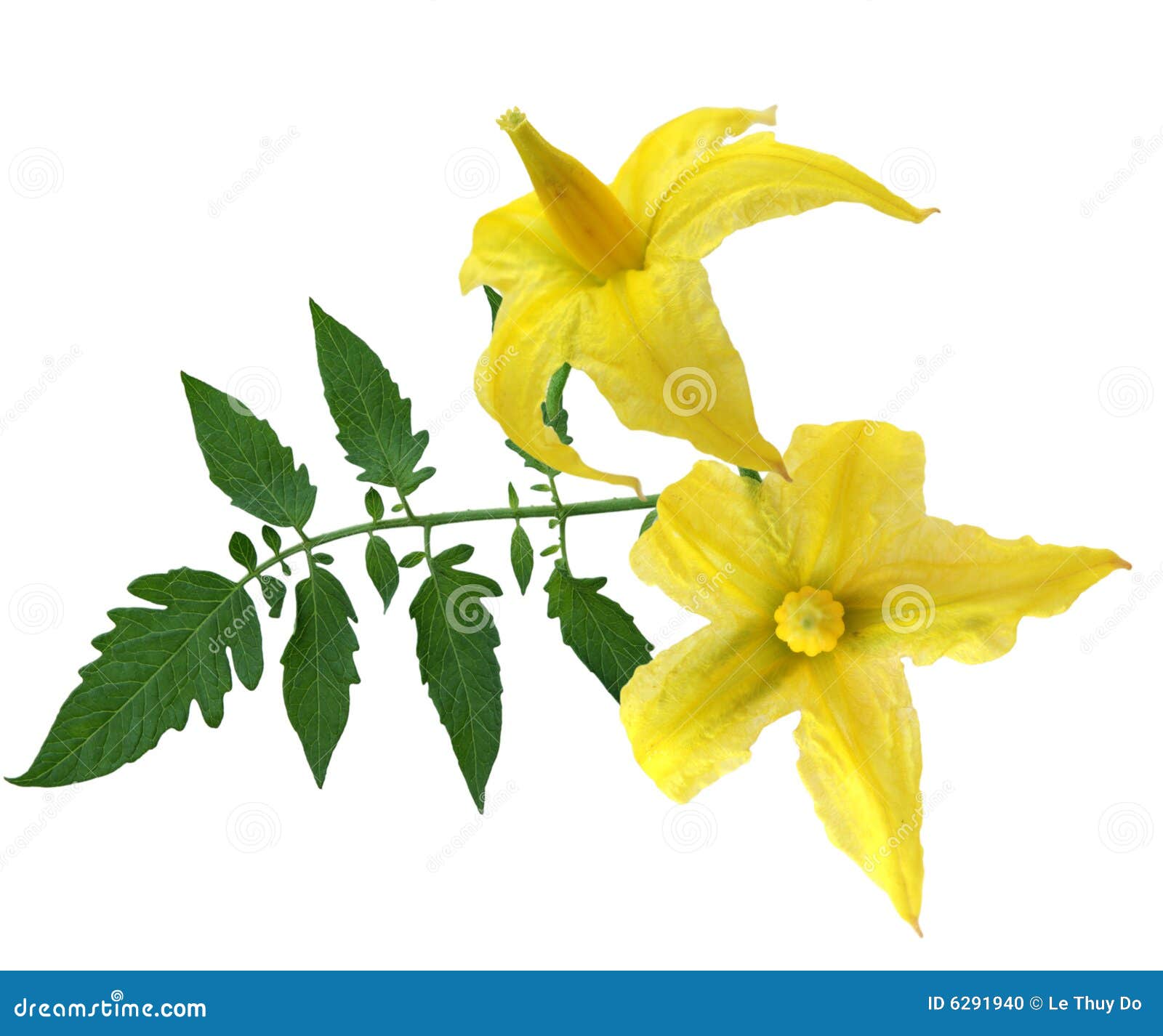 Tomato Flowers and Leaf stock photo. Image of tomato, fresh 6291940