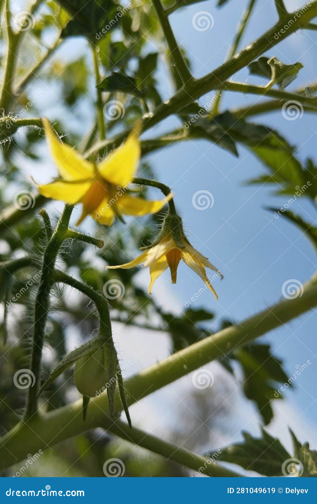 Tomato Flowers with a Seductive Yellow Color Stock Image - Image of ...