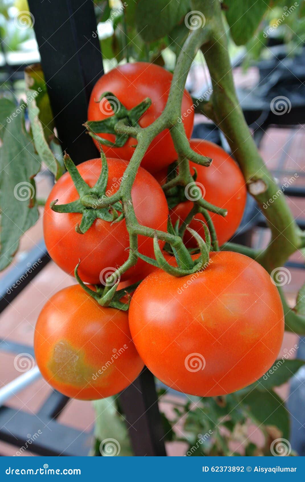 Tomato fruit stock photo. Image of freshness, organic 62373892