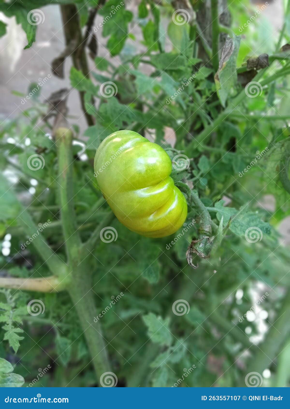 The Tomato is Fruit or Vegetable Stock Image Image of gourd, crop