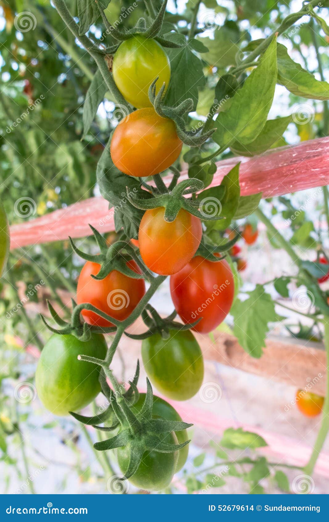 Tomato in fruiting stage stock photo. Image of crop, cluster 52679614