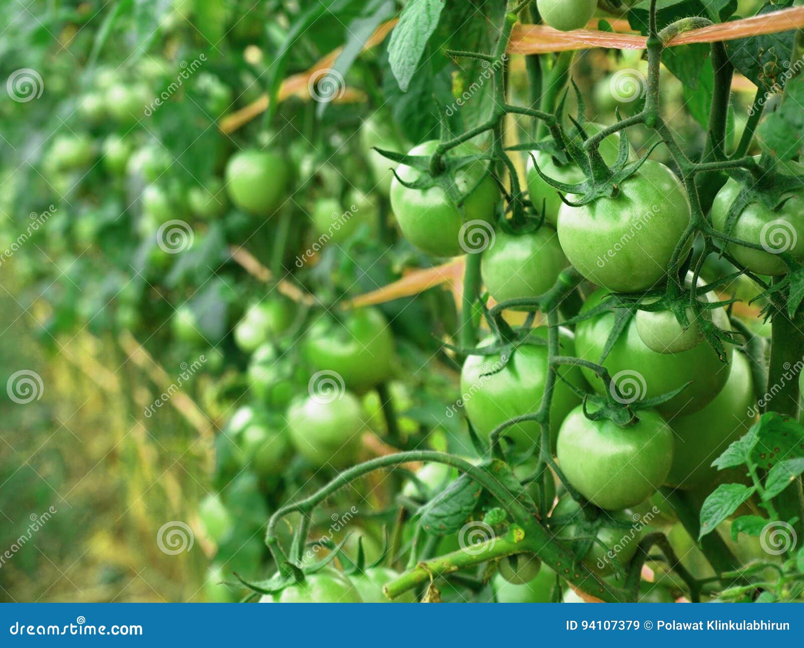 Tomato garden stock image. Image of health, fresh, grow 94107379