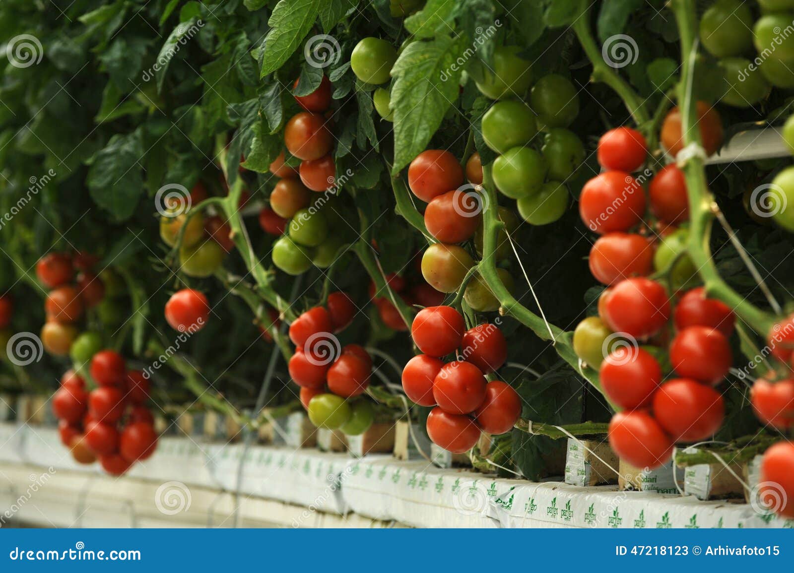 Tomato greenhouse stock image. Image of healthy, harvesting 47218123