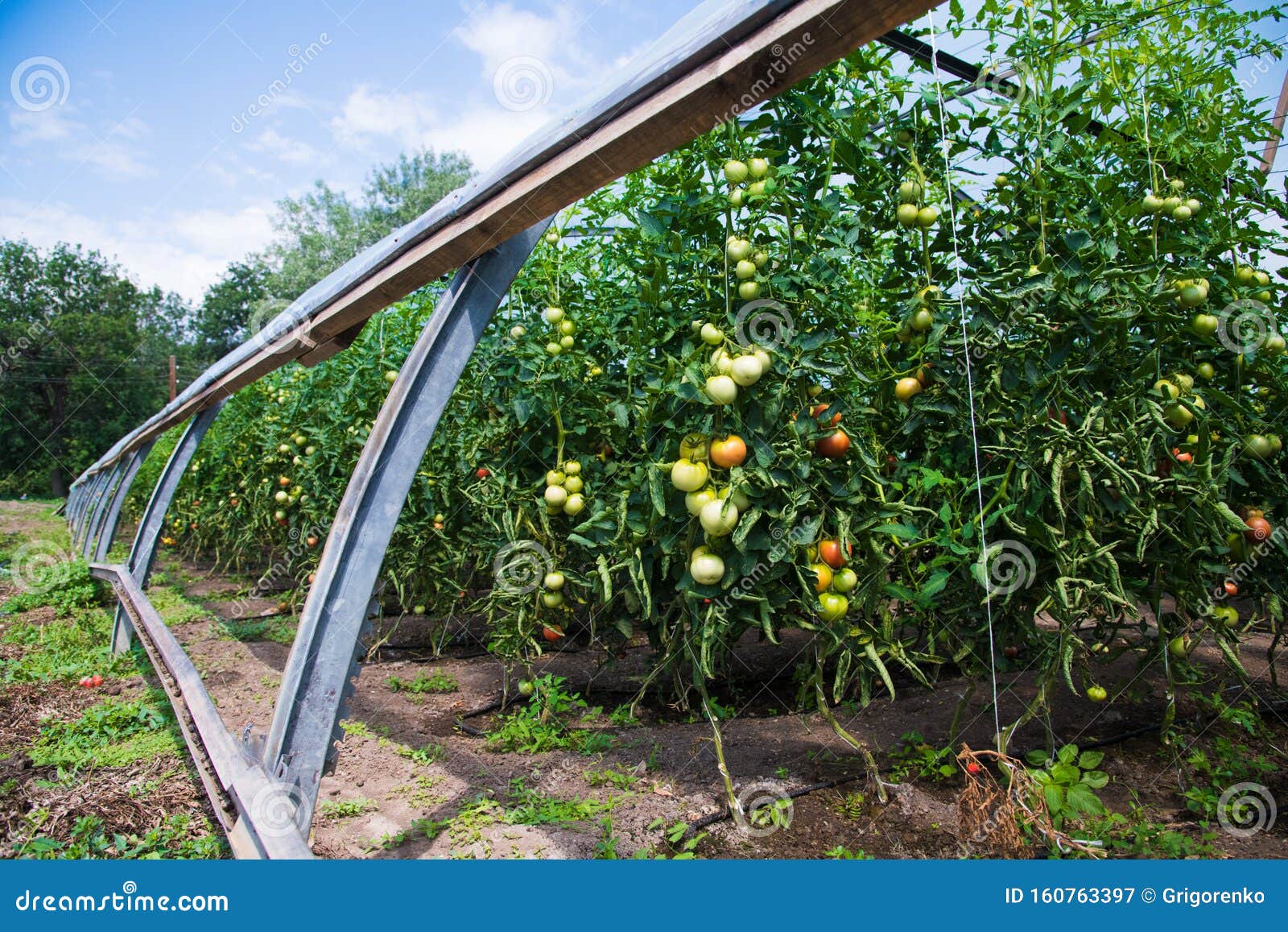 Tomato Growing in Greenhouse Stock Image Image of growing, green