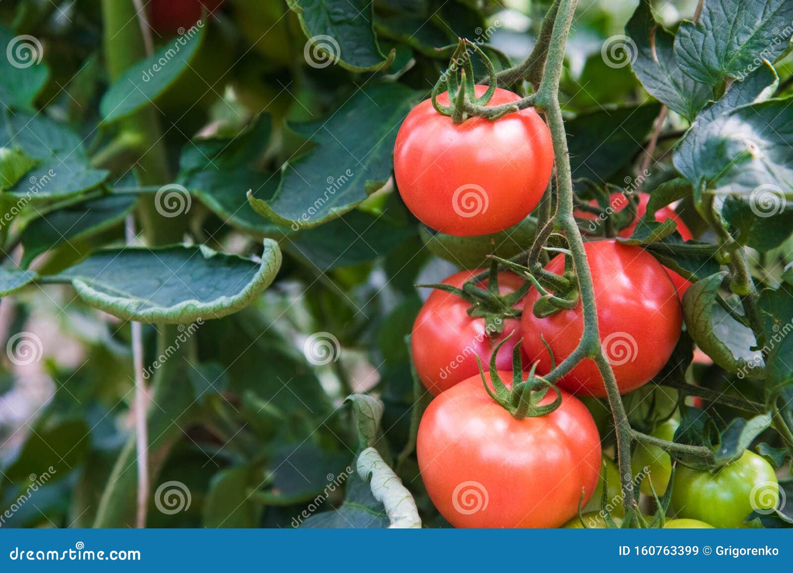 Tomato Growing in Greenhouse Stock Image Image of tomatoes, tomato