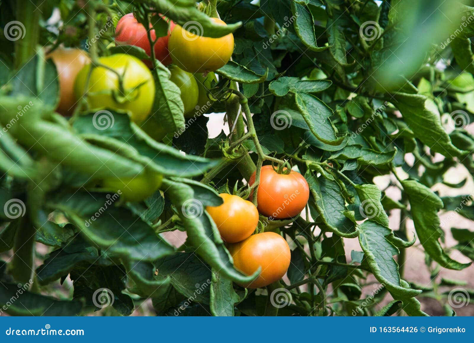 Tomato Growing in Greenhouse Stock Photo Image of growing, fresh