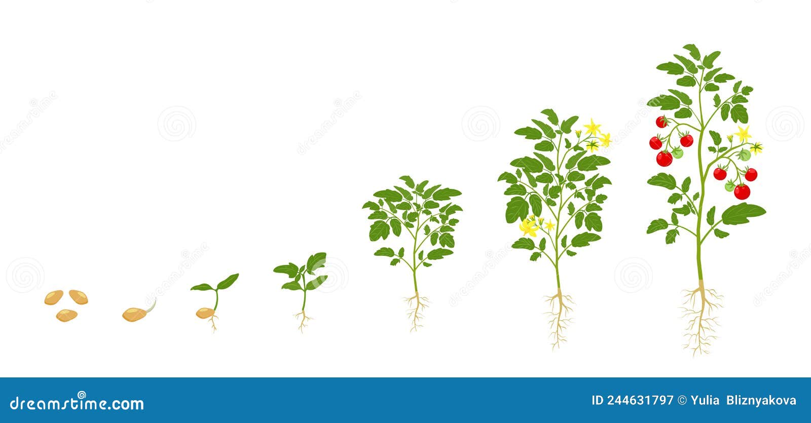 Tomato Growth. Stages of Growing Vegetables from Seed To Flowering and ...