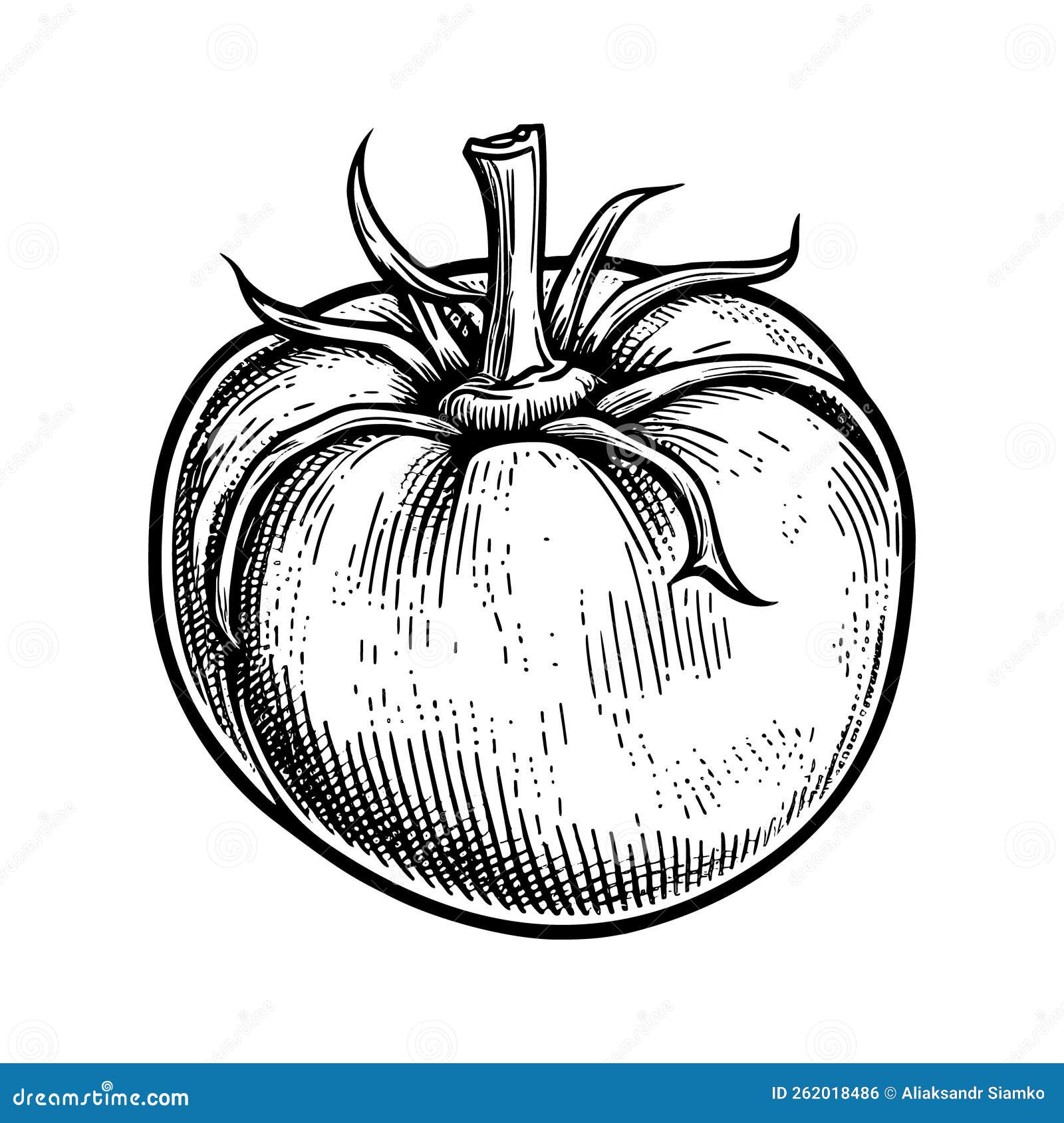 Tomato Hand Drawn Vector Illustration Stock Vector - Illustration of ...