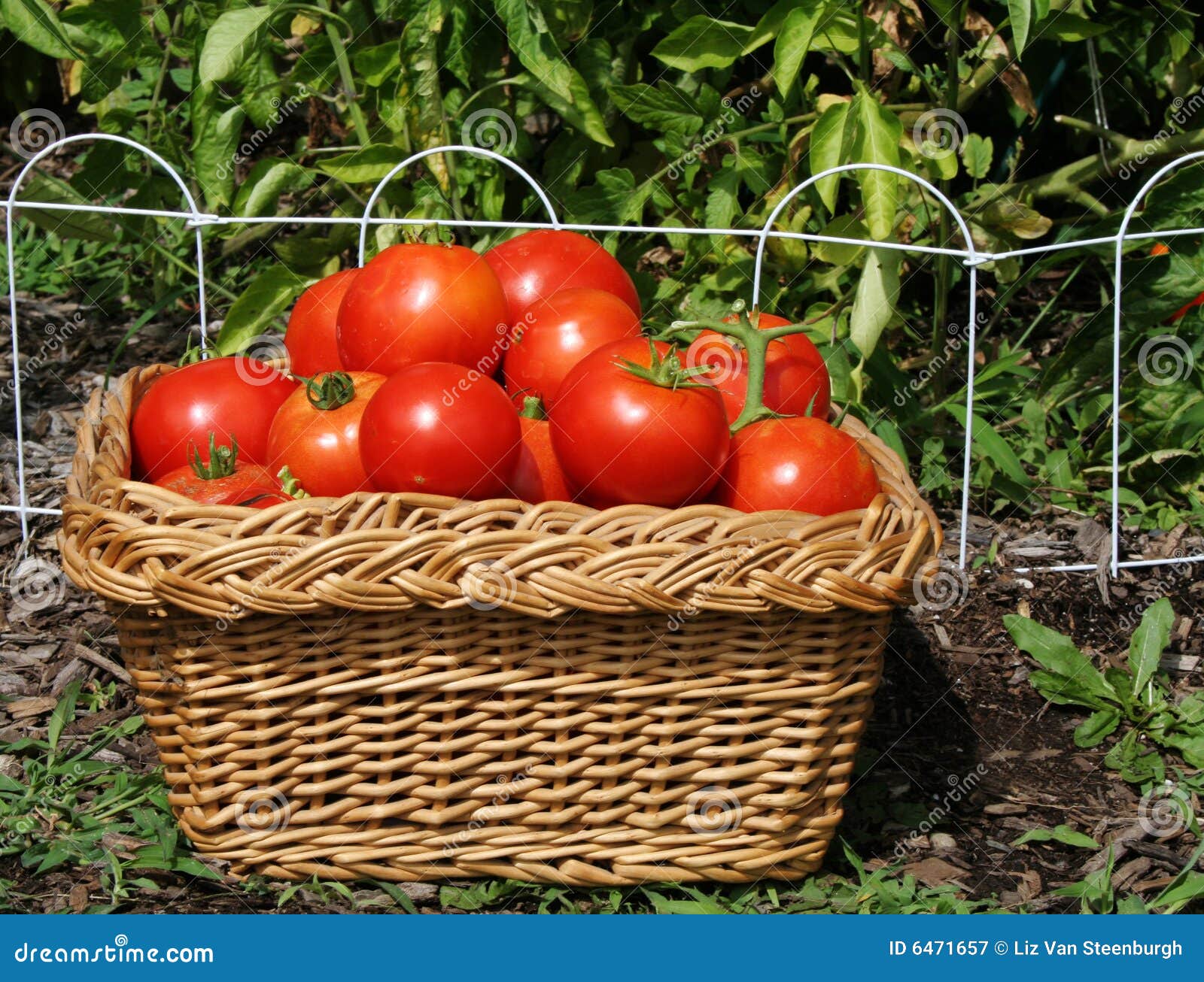 Tomato Harvest stock image. Image of basket, crop, ripe 6471657