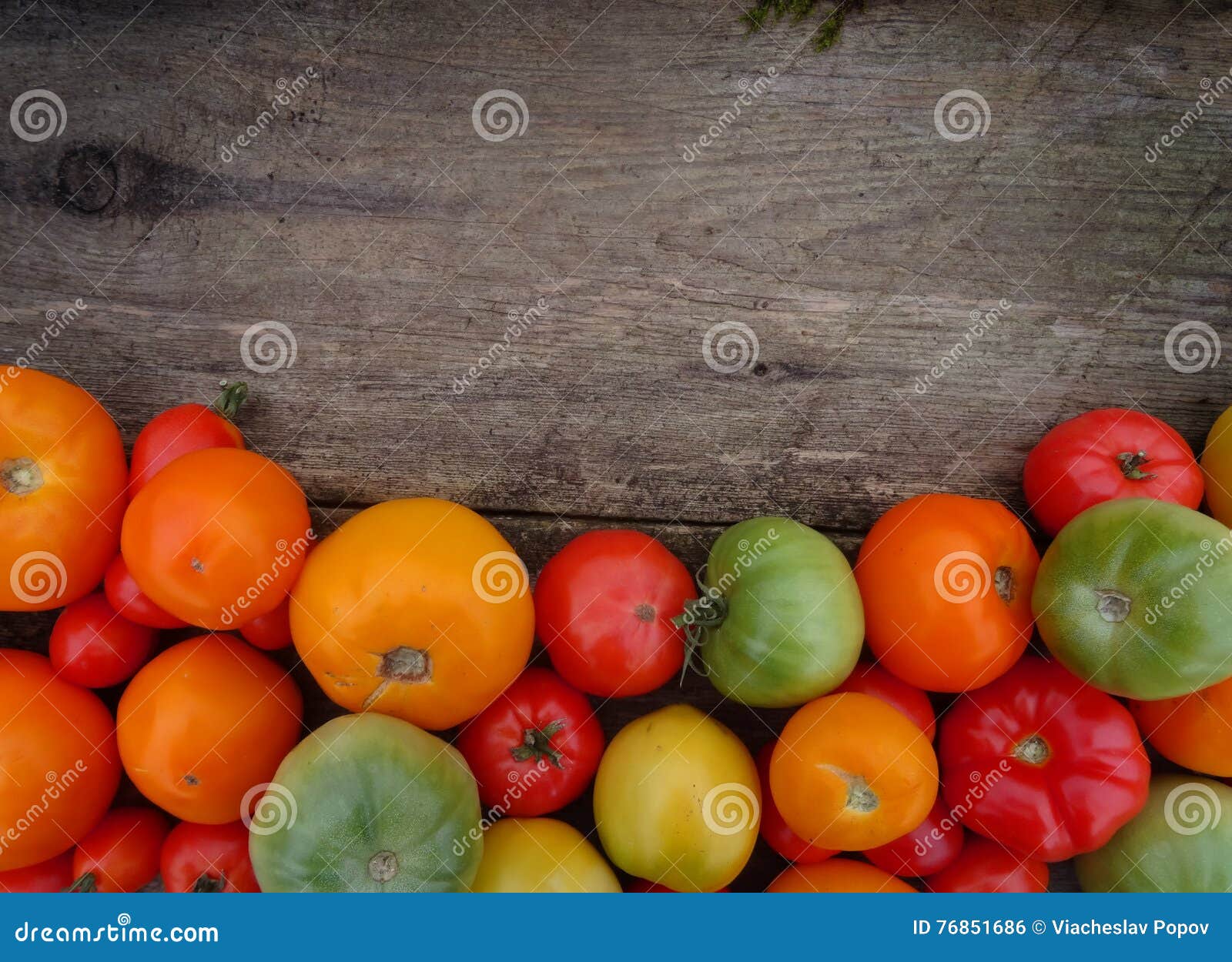 Tomato Harvest. Freshly Harvested Tomatoes. Stock Photo Image of fruit, organic 76851686