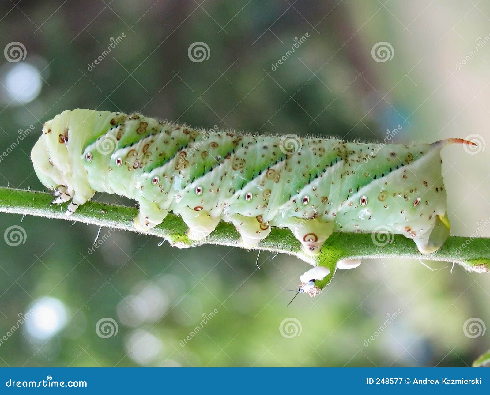 Tomato Horn Worm stock image. Image of butterfly, worm 248577