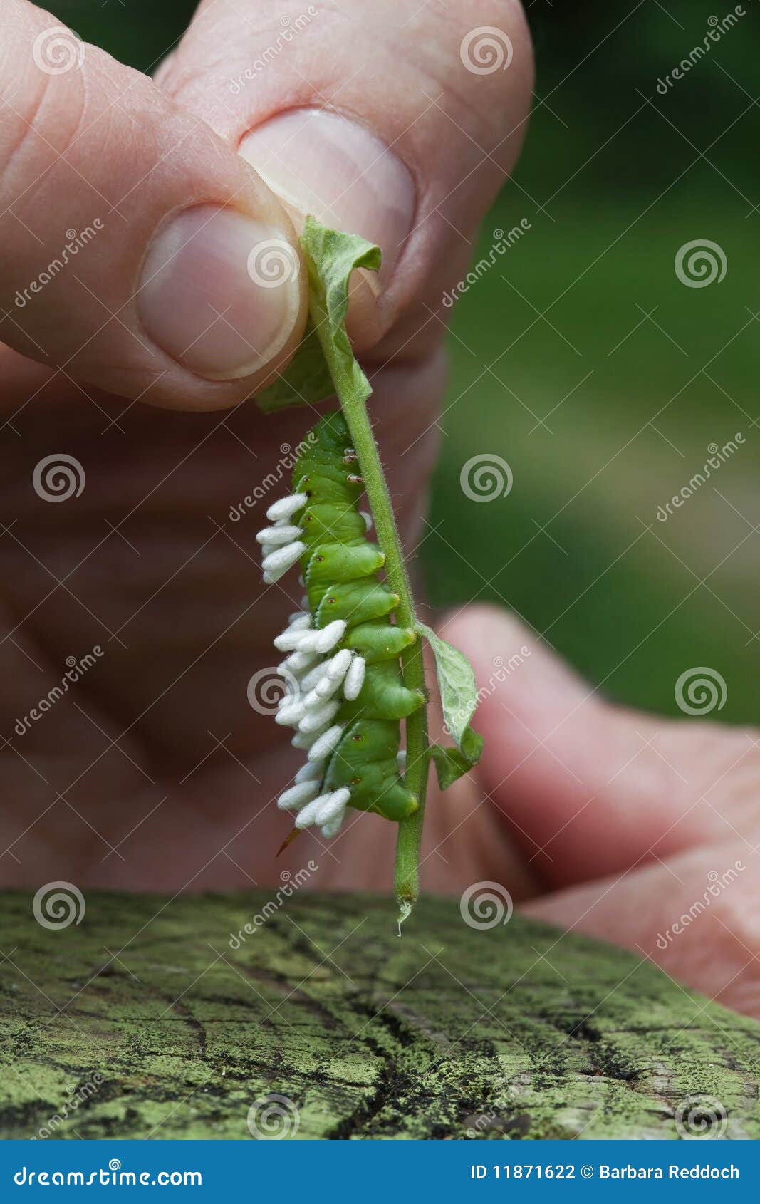 Tomato Hornworm Larvae with Wasp Pupae Parasites Stock Photo Image of