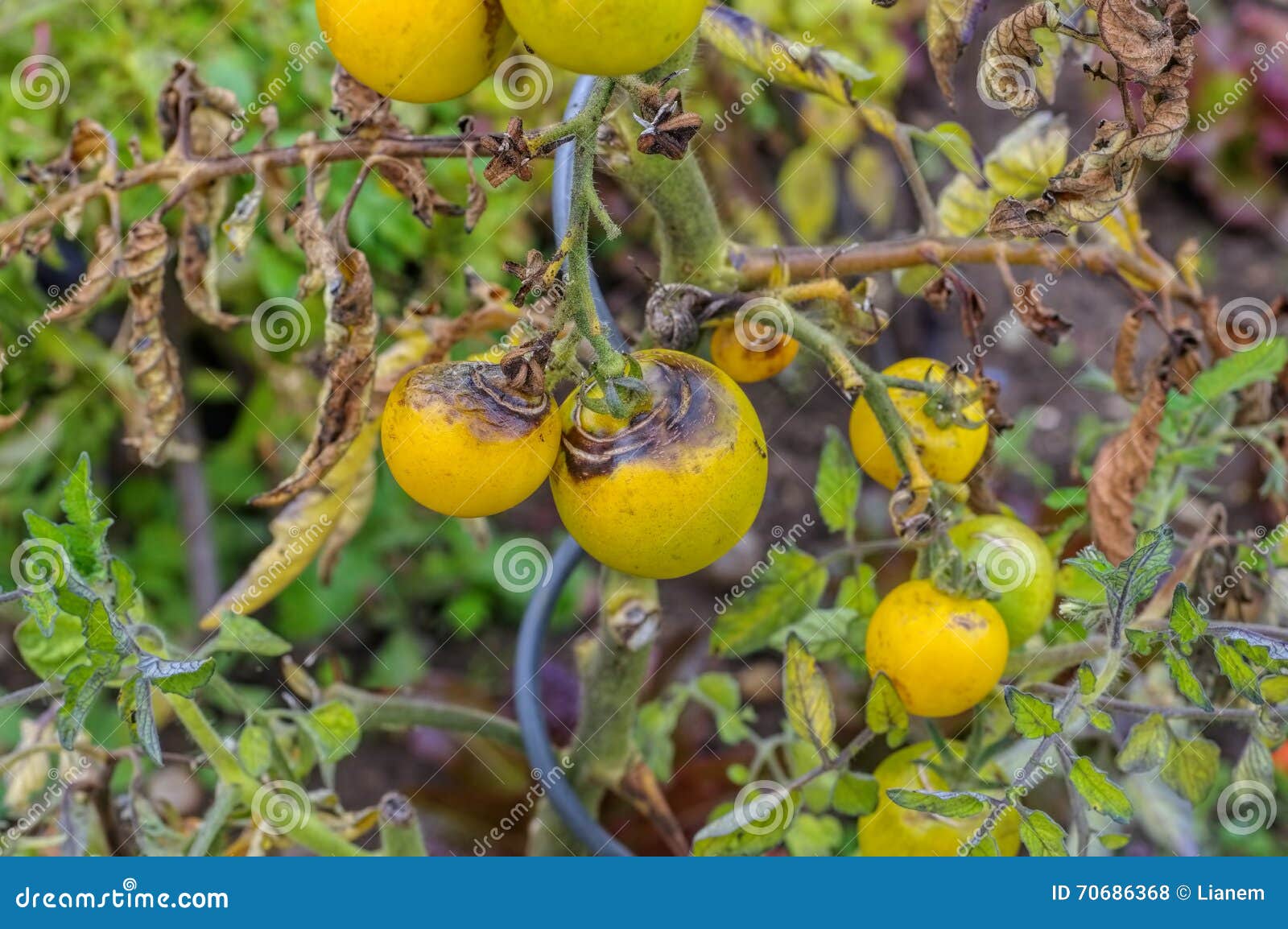 2017 tomato late blight reports 2017 tomato late blight reports