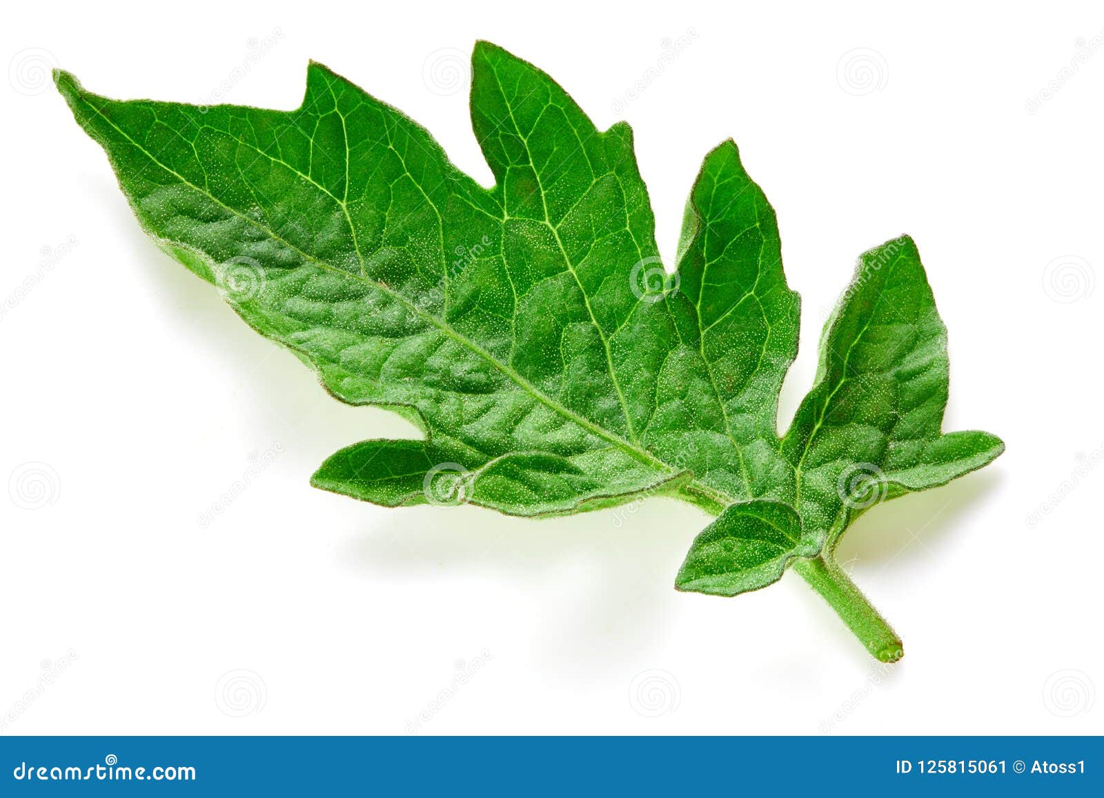 Tomato leaves isolated stock image. Image of food, vegetarian 125815061