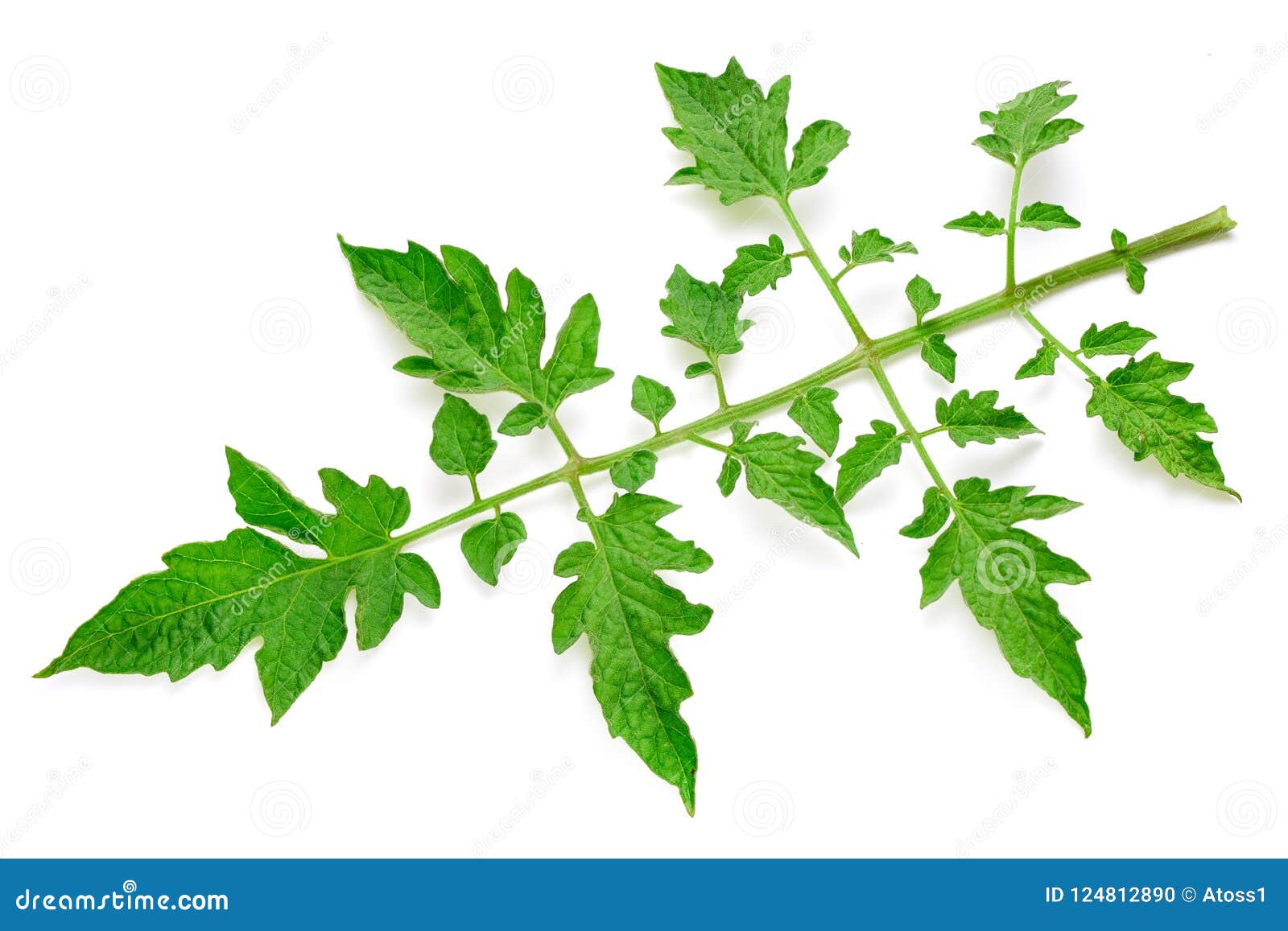 Tomato leaves isolated stock photo. Image of round, vitamin 124812890