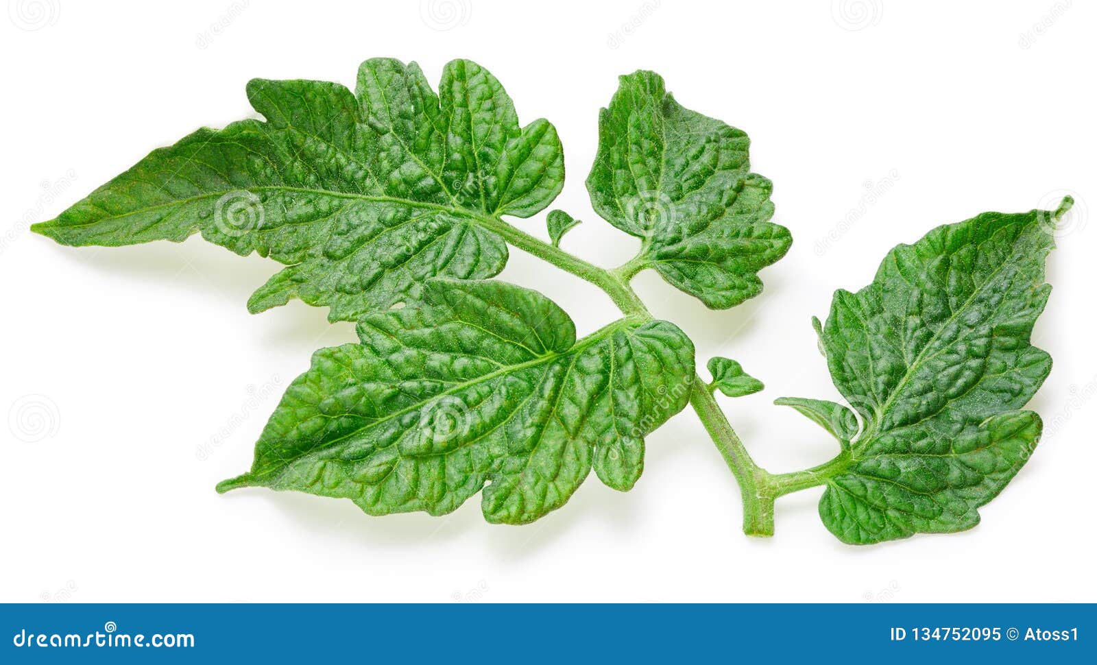 Tomato leaves stock image. Image of ingredient, tomato 134752095
