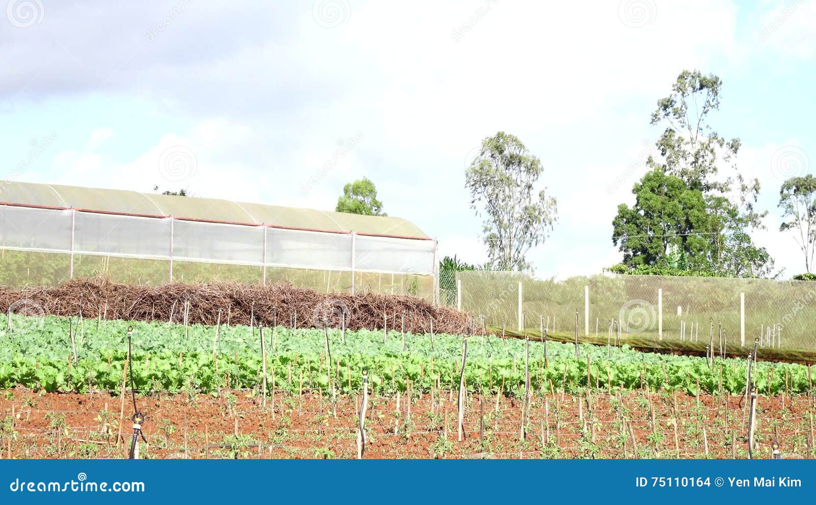 Tomato In Nursery Garden Da Lat City Lam Province Vietnam Stock