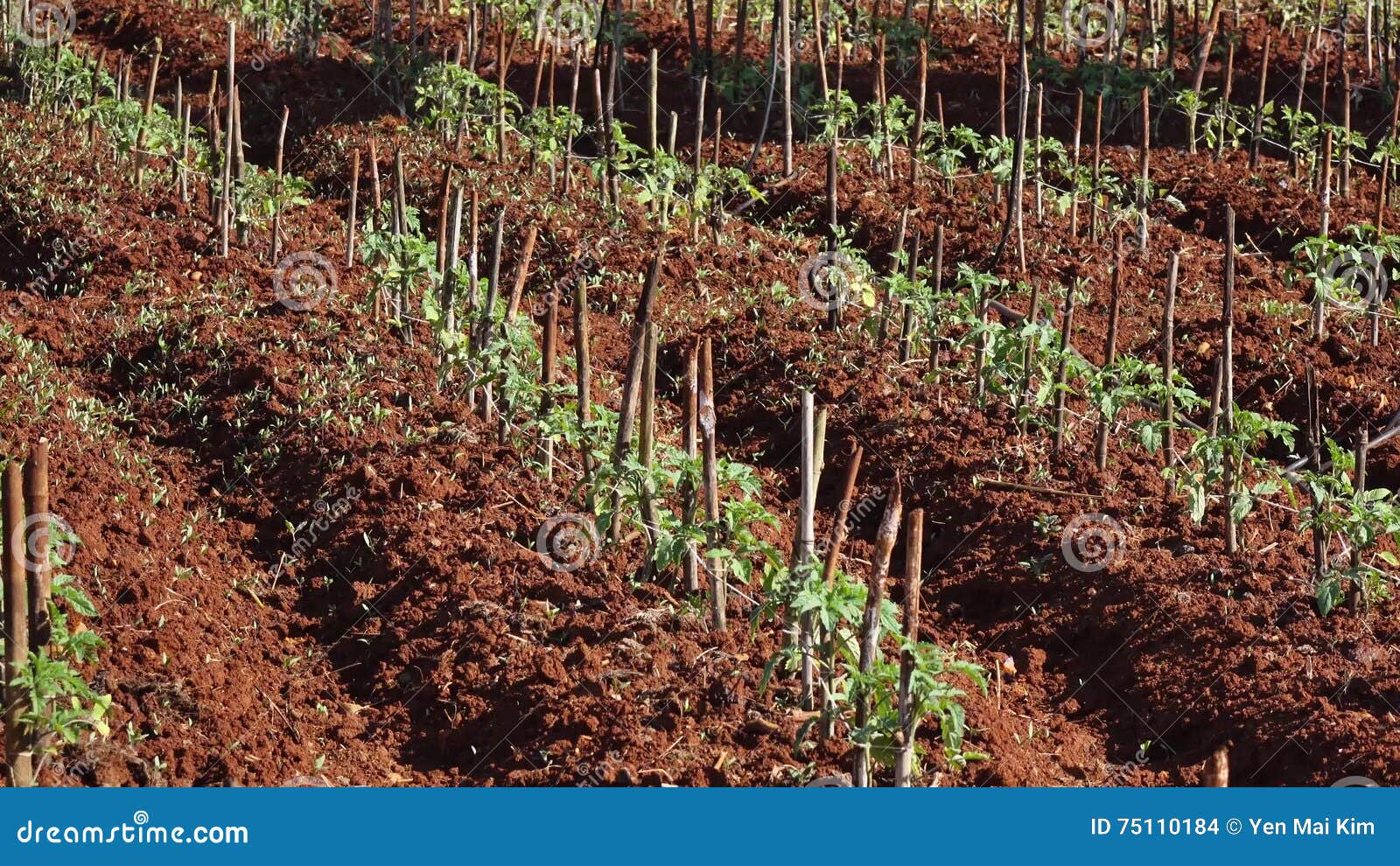 Tomato In Nursery Garden Da Lat City Lam Province Vietnam Stock