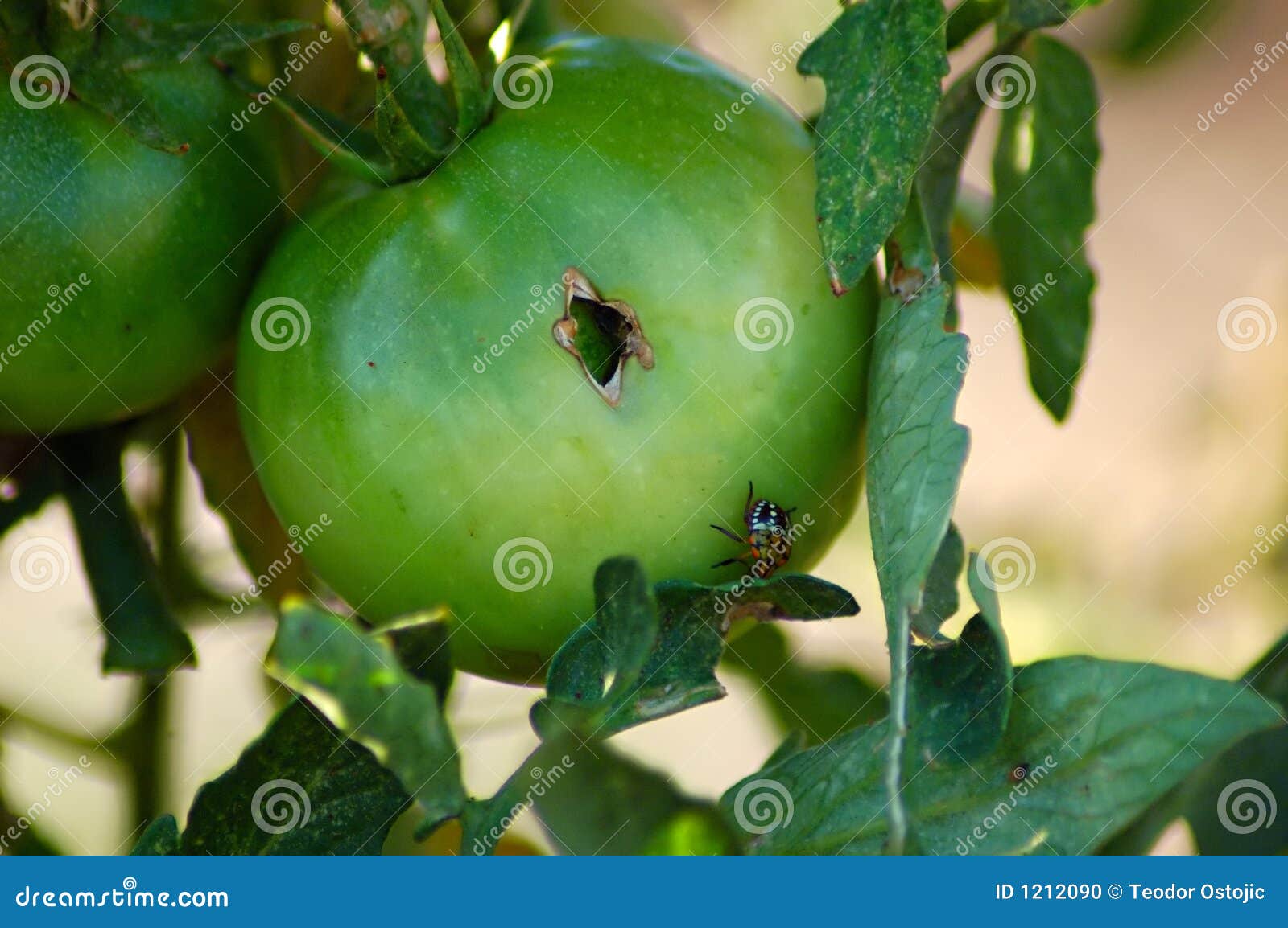 Tomato parasite stock photo. Image of bunch, transparent 1212090
