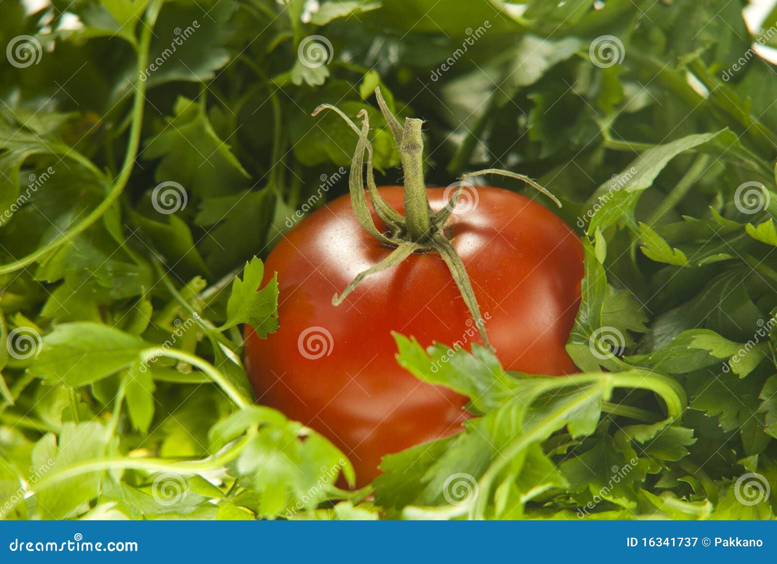 Tomato between parsley stock image. Image of nutritive 16341737