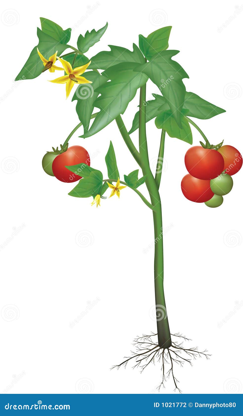 Tomato plant stock illustration. Illustration of fruits - 1021772