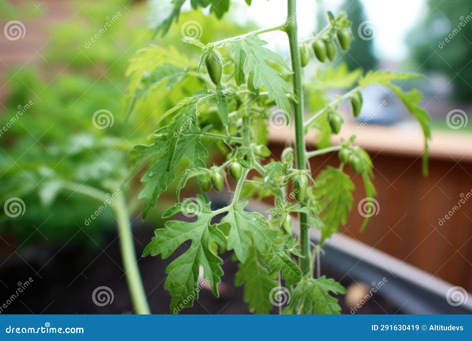 Tomato Plant Bearing First Fruit Stock Image Image of gardening