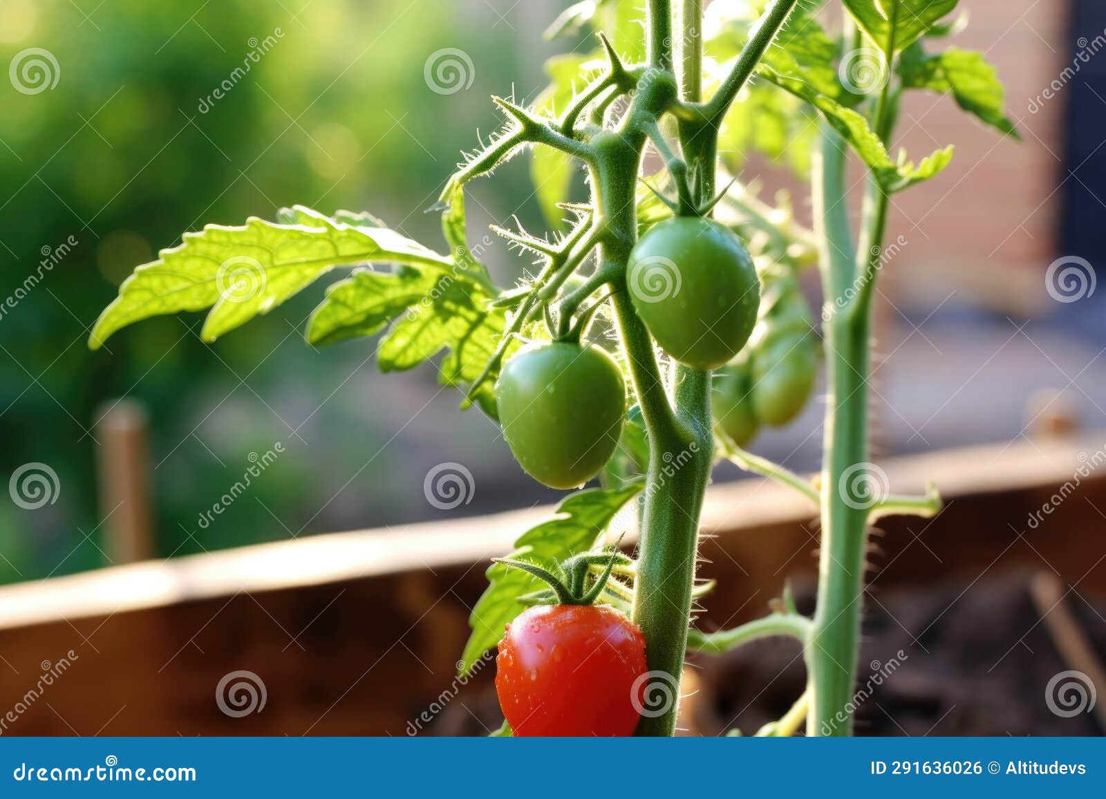 Tomato Plant Bearing First Fruit Stock Photo Image of agriculture