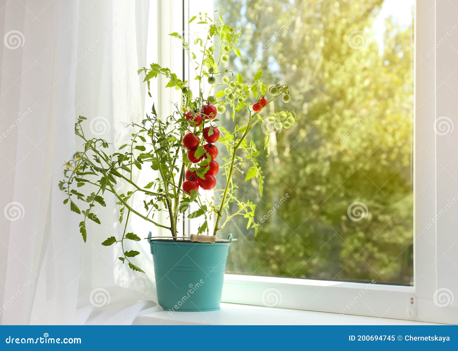 Tomato Plant in Bucket on Window Sill Indoors. Space for Text Stock