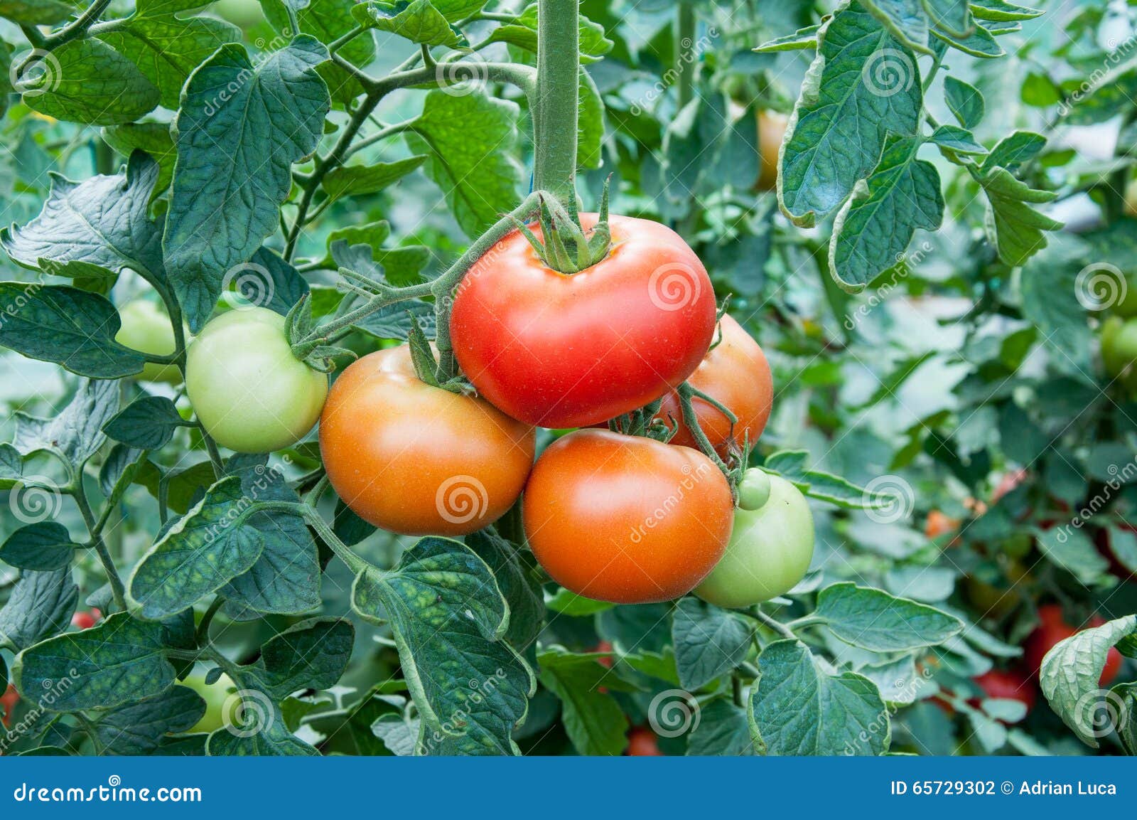 tomato plant