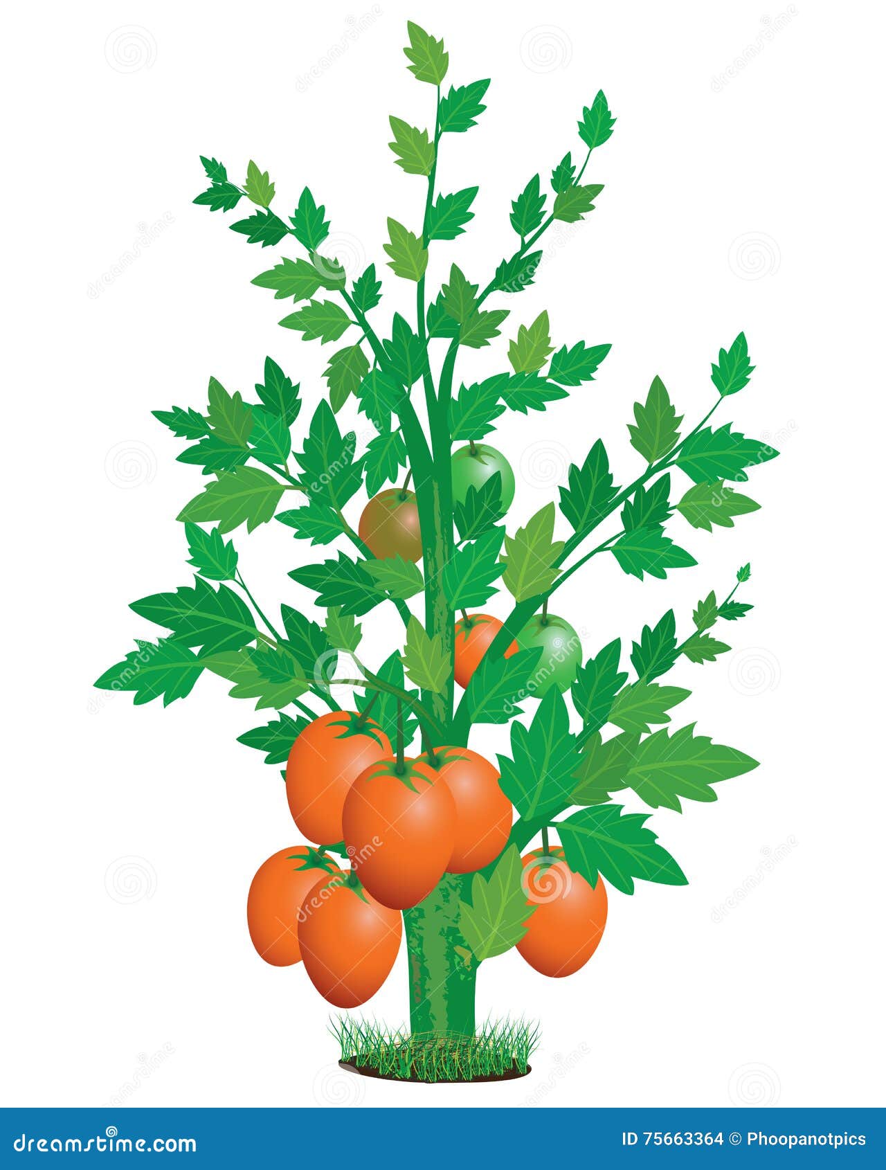 Tomato plant stock illustration. Illustration of green 75663364