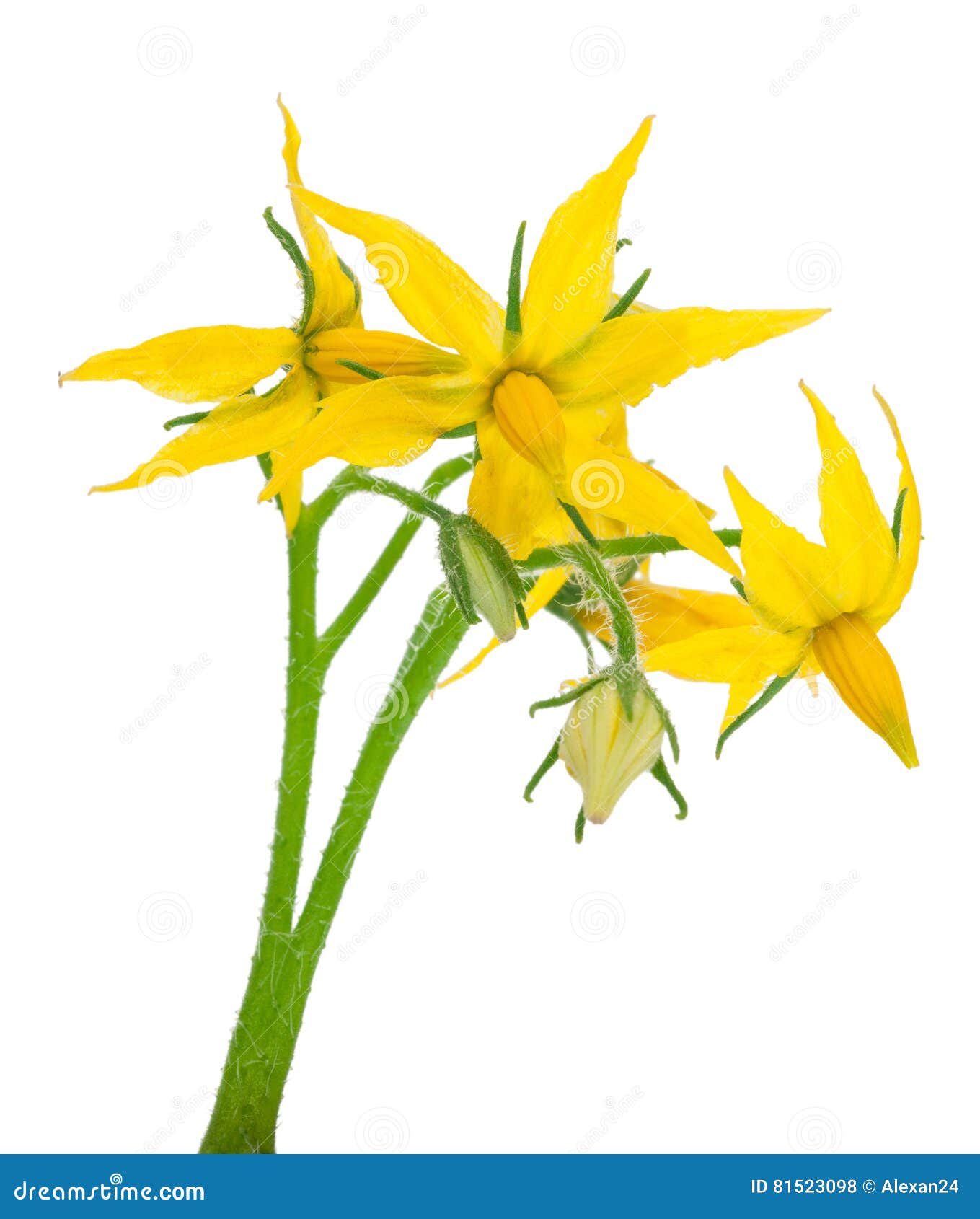 Tomato plant flower stock photo. Image of green, cultivation 81523098