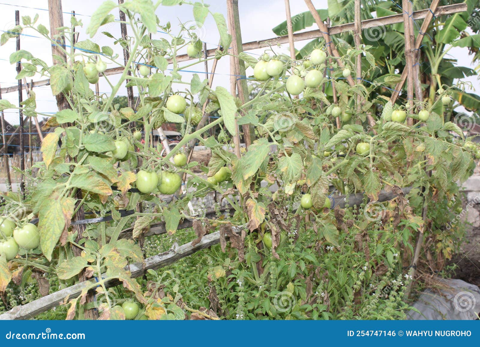 Tomato and the Plant Grow Well Stock Photo Image of wildflower