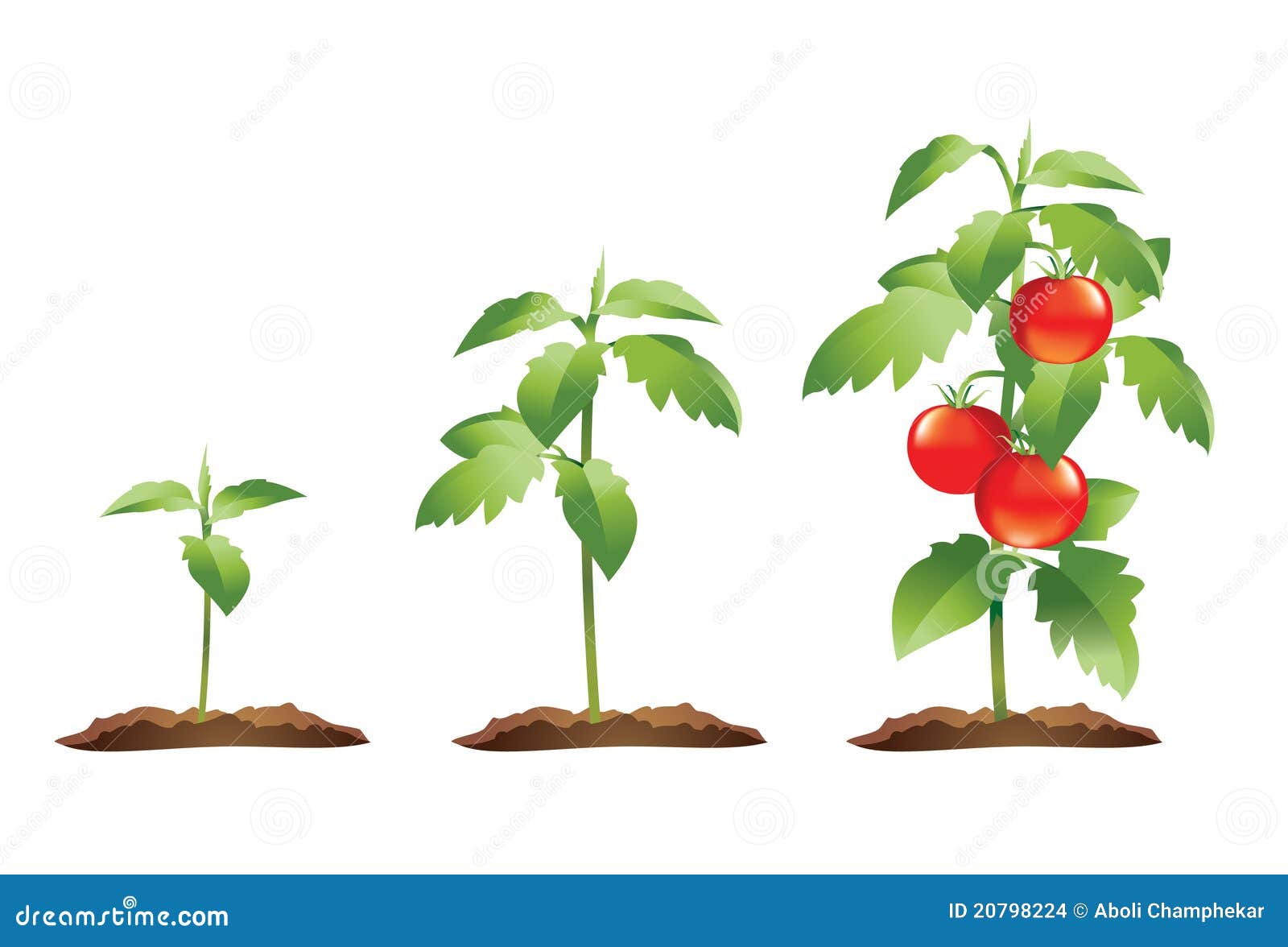 Tomato Plant Growth Cycle Stock Images - Image: 20798224