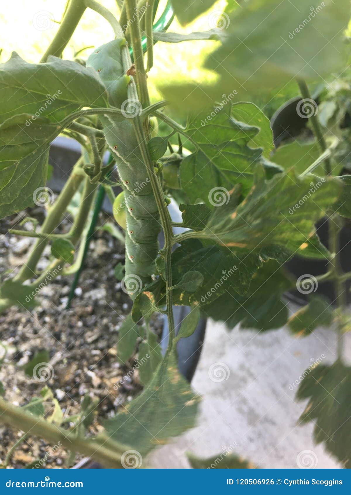download hornworms on tomato plants download hornworms on tomato plants