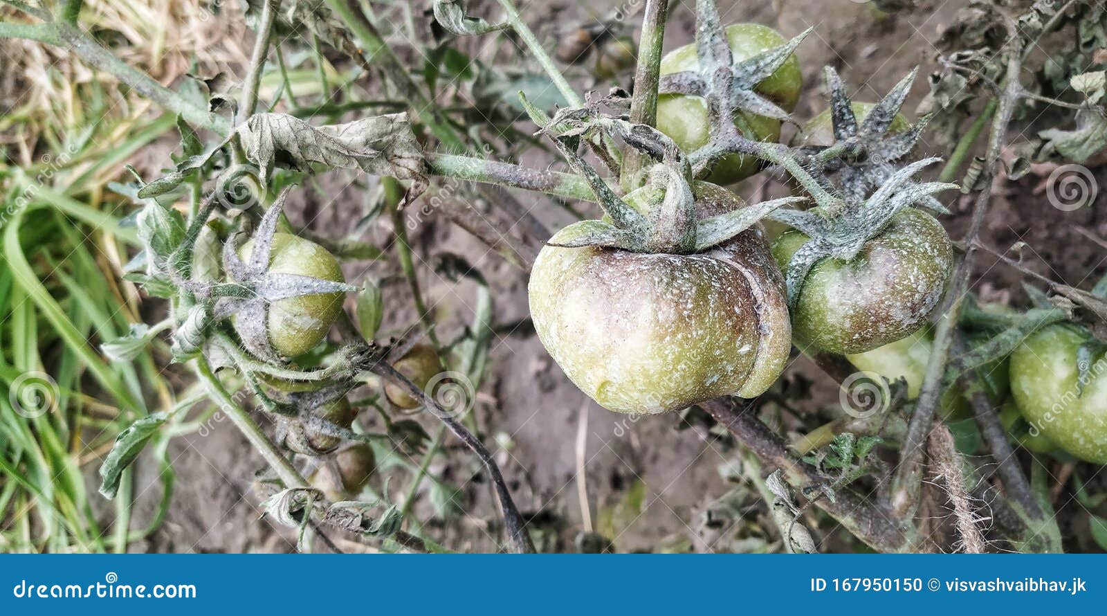 tomato blight cures tomato blight cures