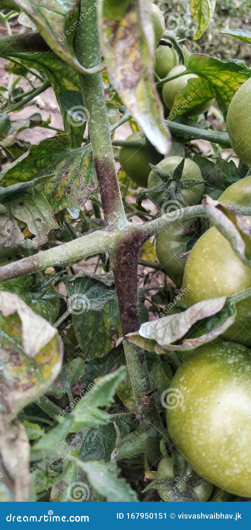 Tomato Plant Is Infected By Late Blight Disease Stock Image - Image of