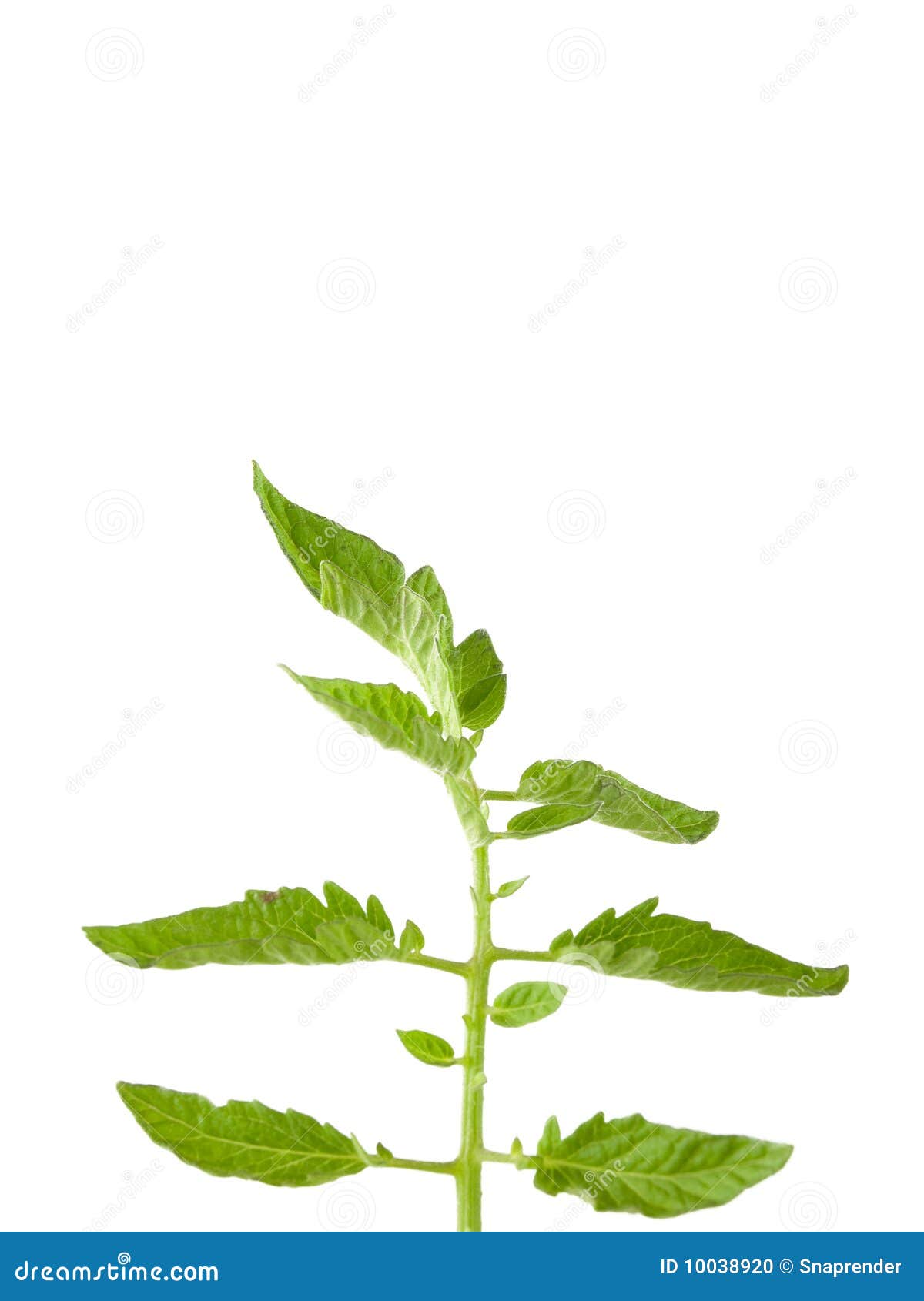 Tomato Plant Leaves stock photo. Image of stem, studio 10038920
