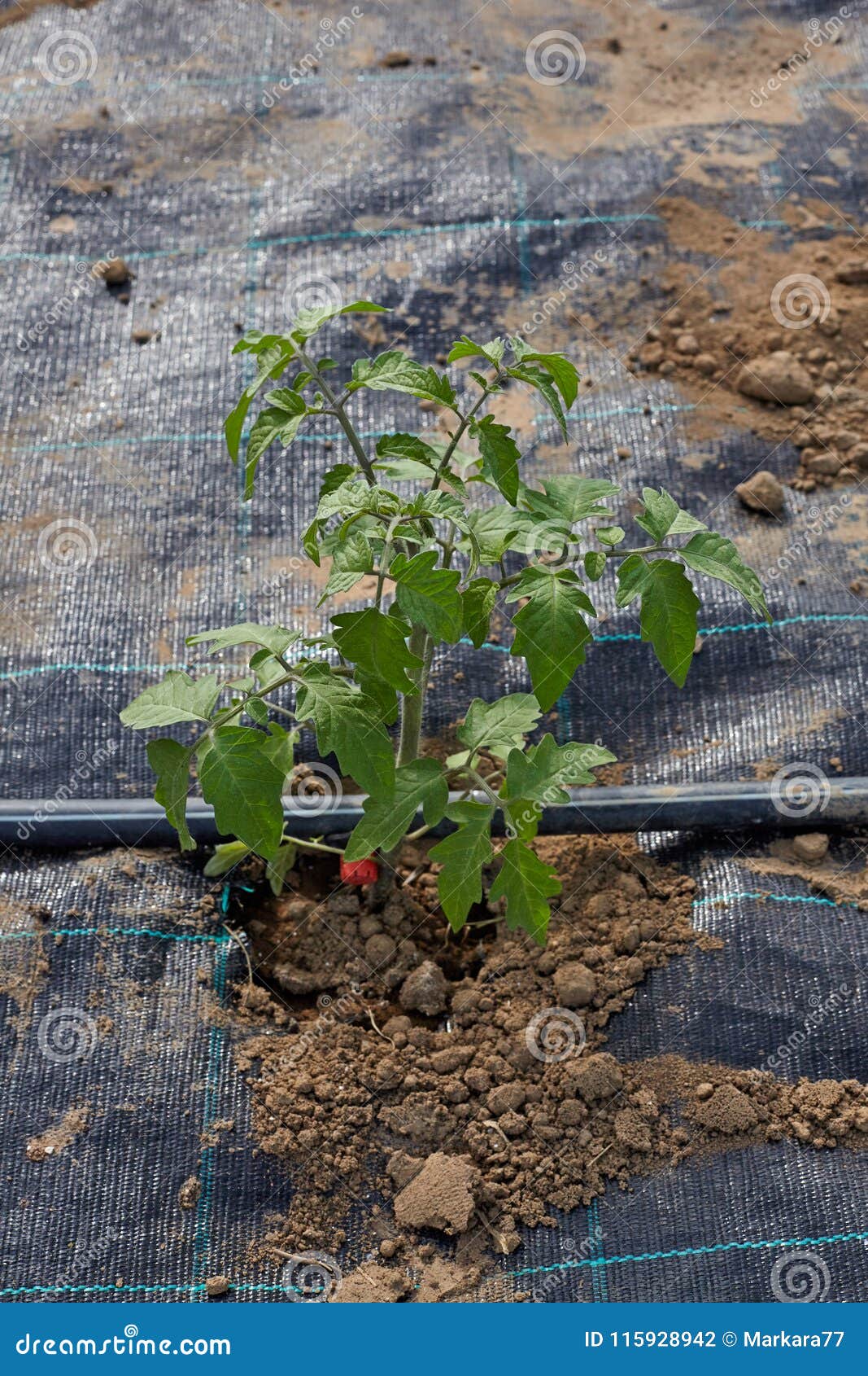 Tomato Plant with Plastic Sheet Covered the Ground on Vegetable Stock