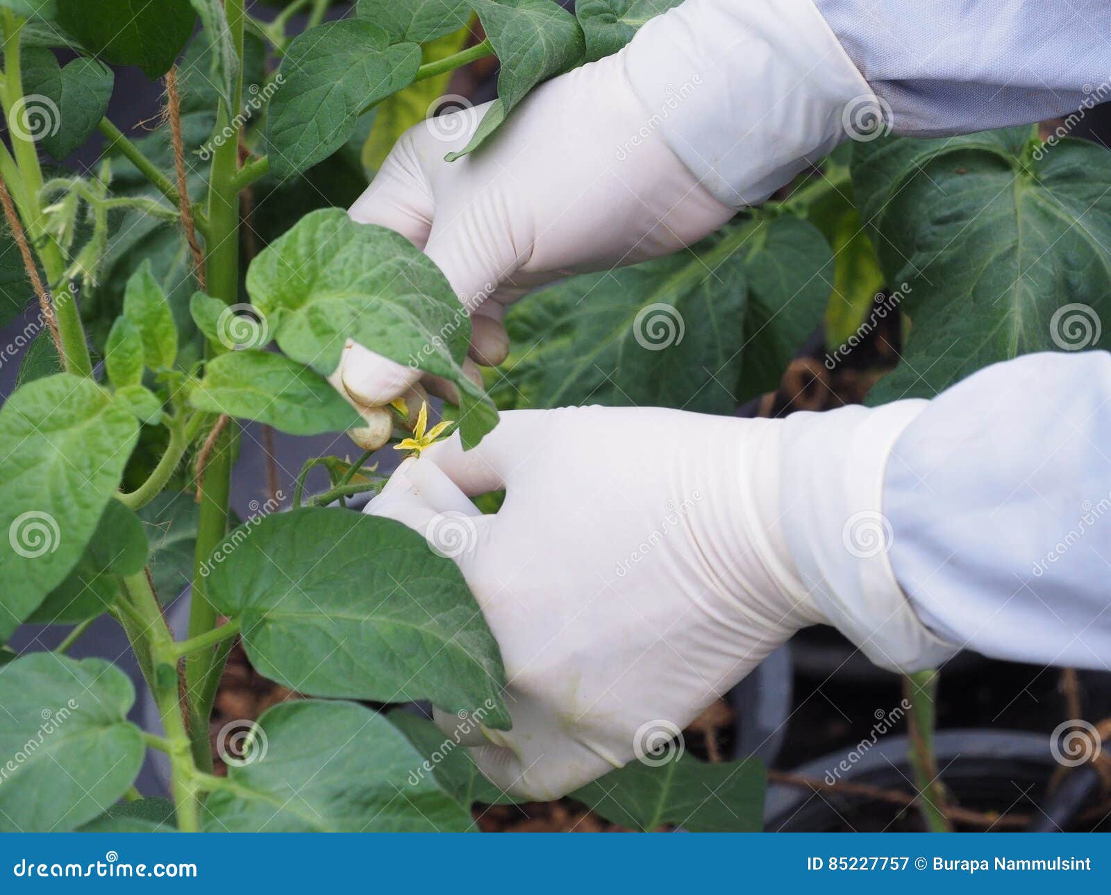 Tomato plant pollination. stock image. Image of greenhouse 85227757