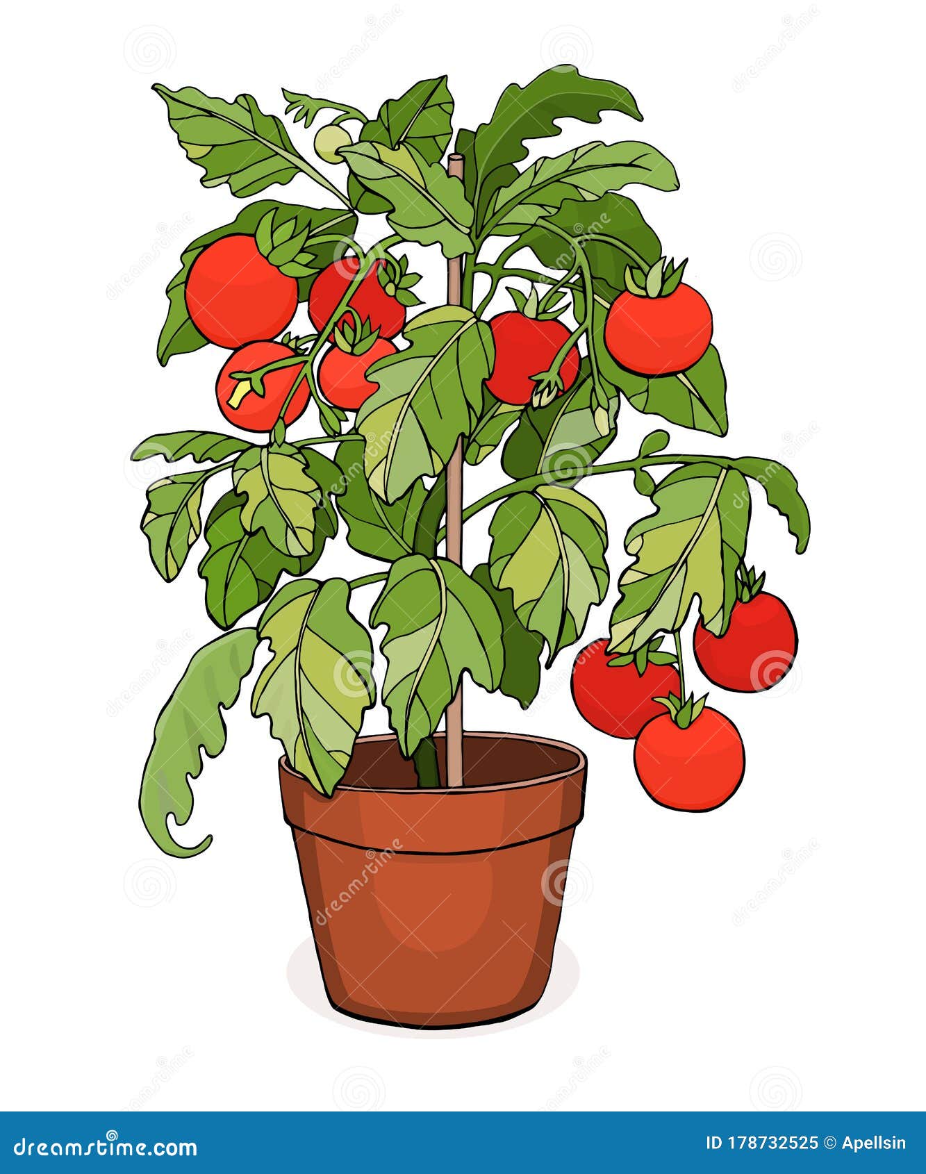 Tomato plant in a pot stock vector. Illustration of organic - 178732525