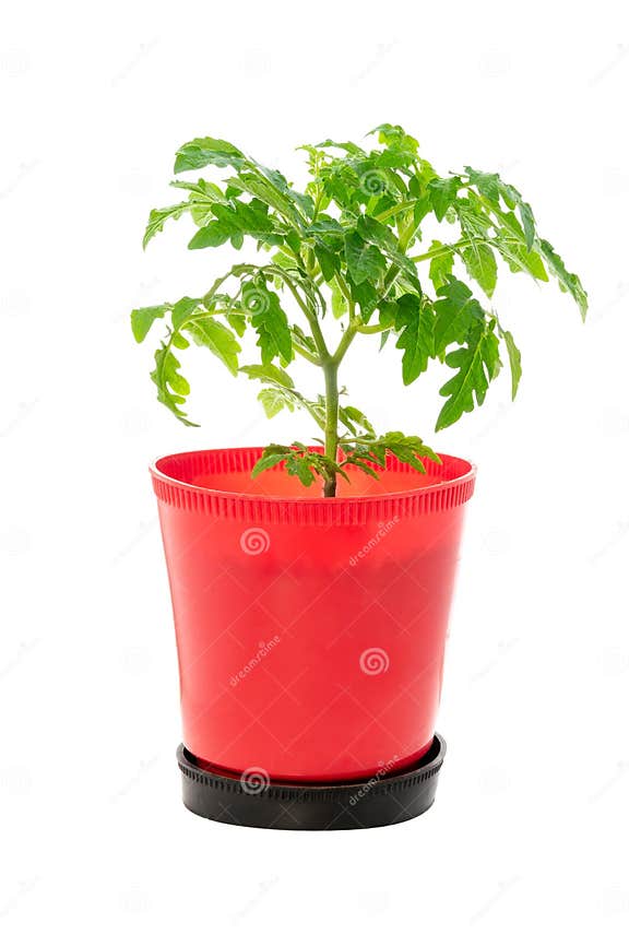 Tomato plant in a pot stock image. Image of green, plant 279361125