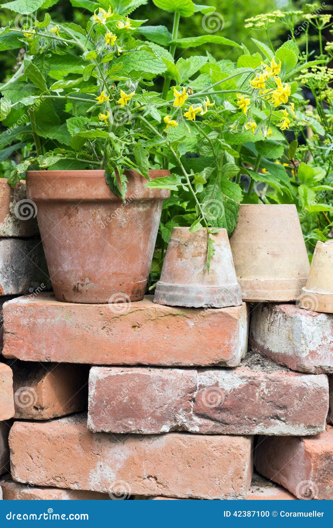 Tomato plant stock photo. Image of gardening, herbs, raised 42387100