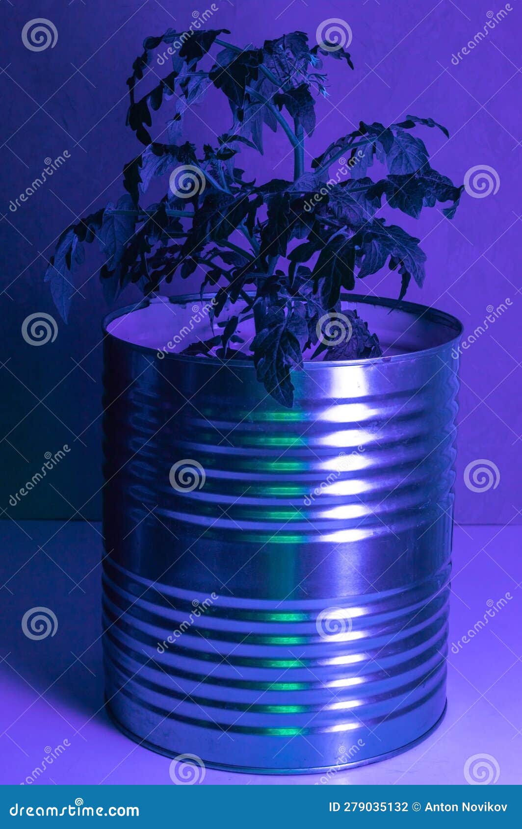 Tomato Plant in a Tin Can in Ultraviolet Light Stock Photo Image of