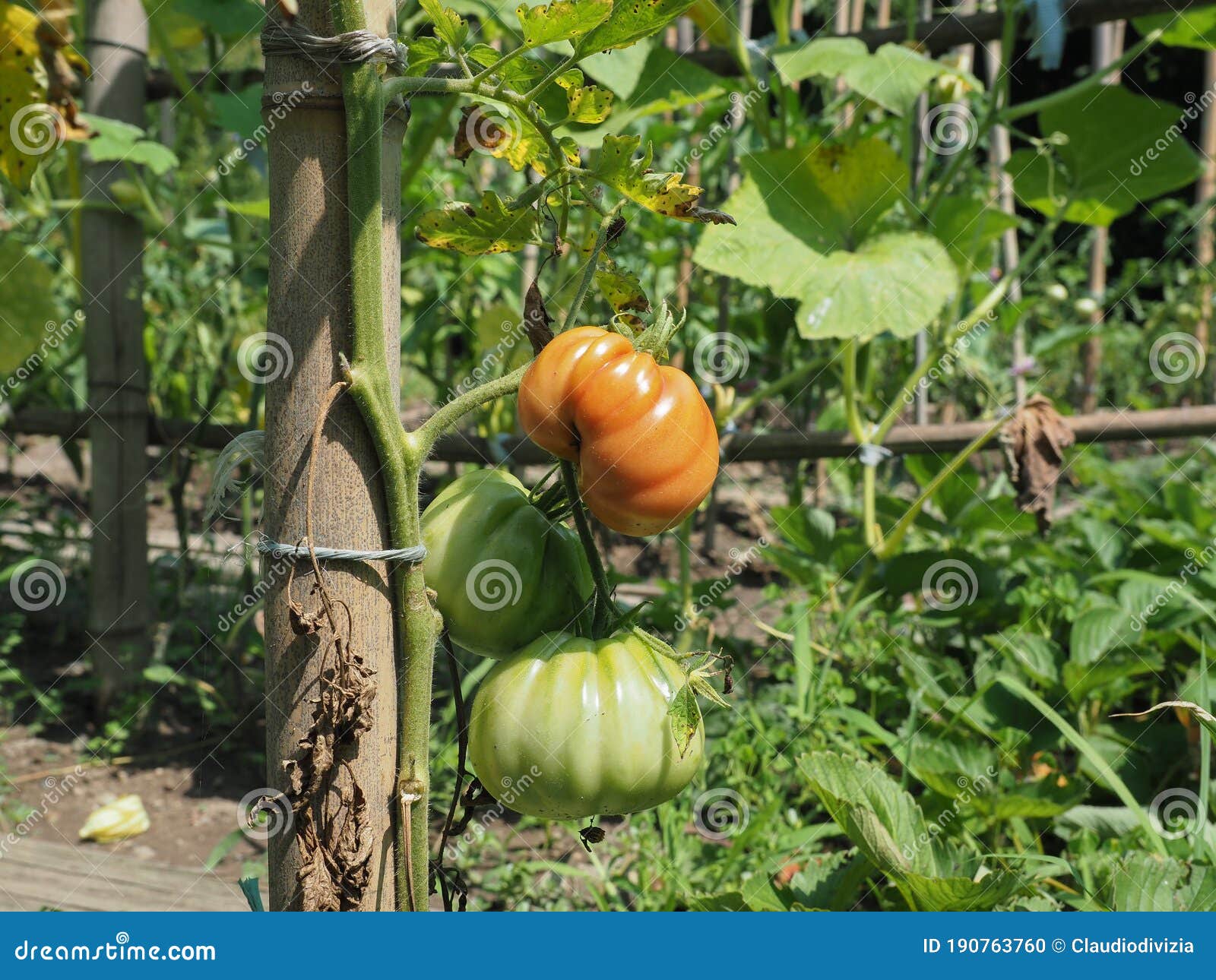 Tomato Plant in Vegetable Garden Stock Photo Image of nutrition