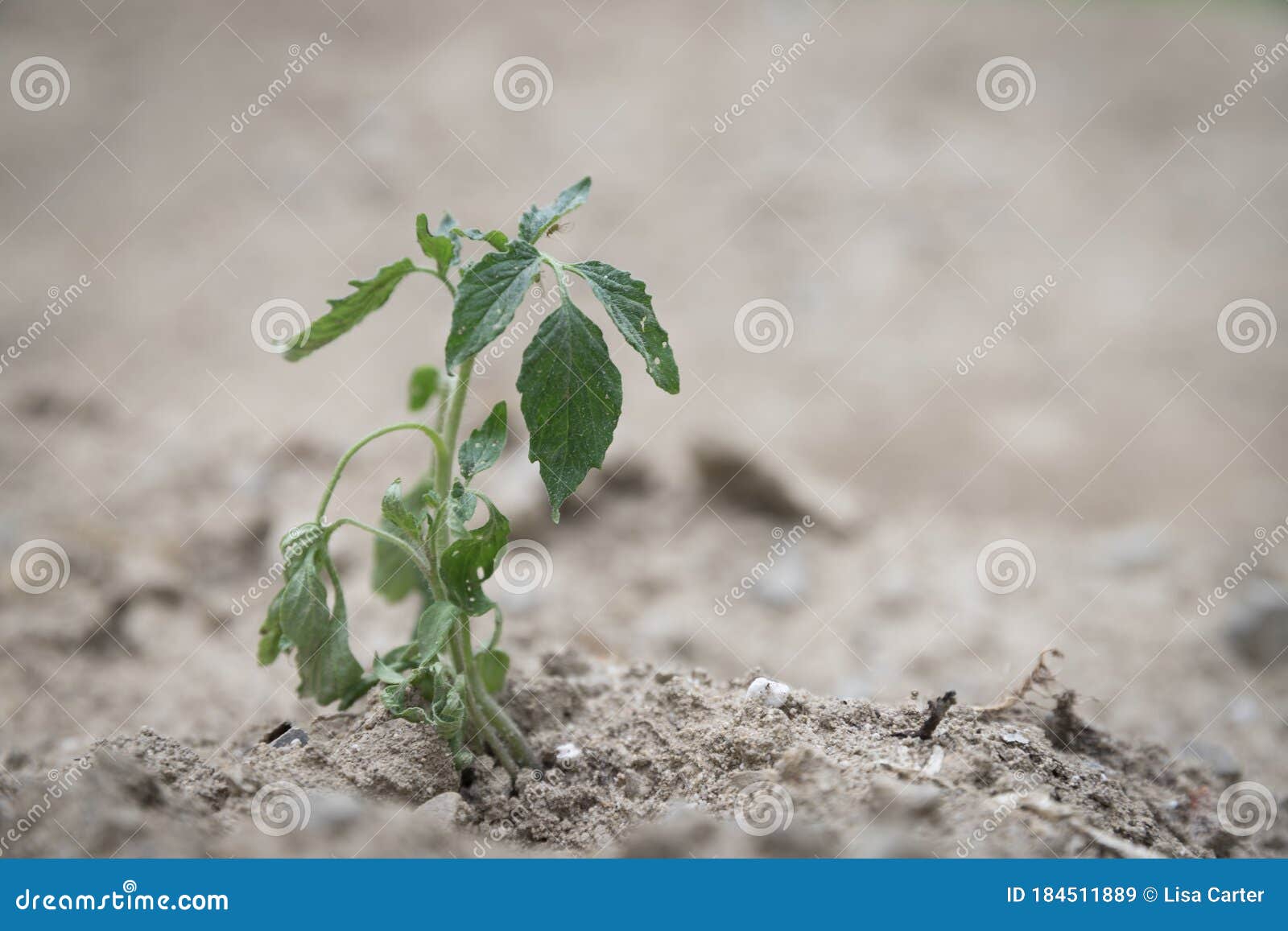 Dry plants from drought in the garden. The dried bush of a tomato. The plant  withered from lack of water. World Drought. wilted pot plant. drought. dried  plants Stock Photo