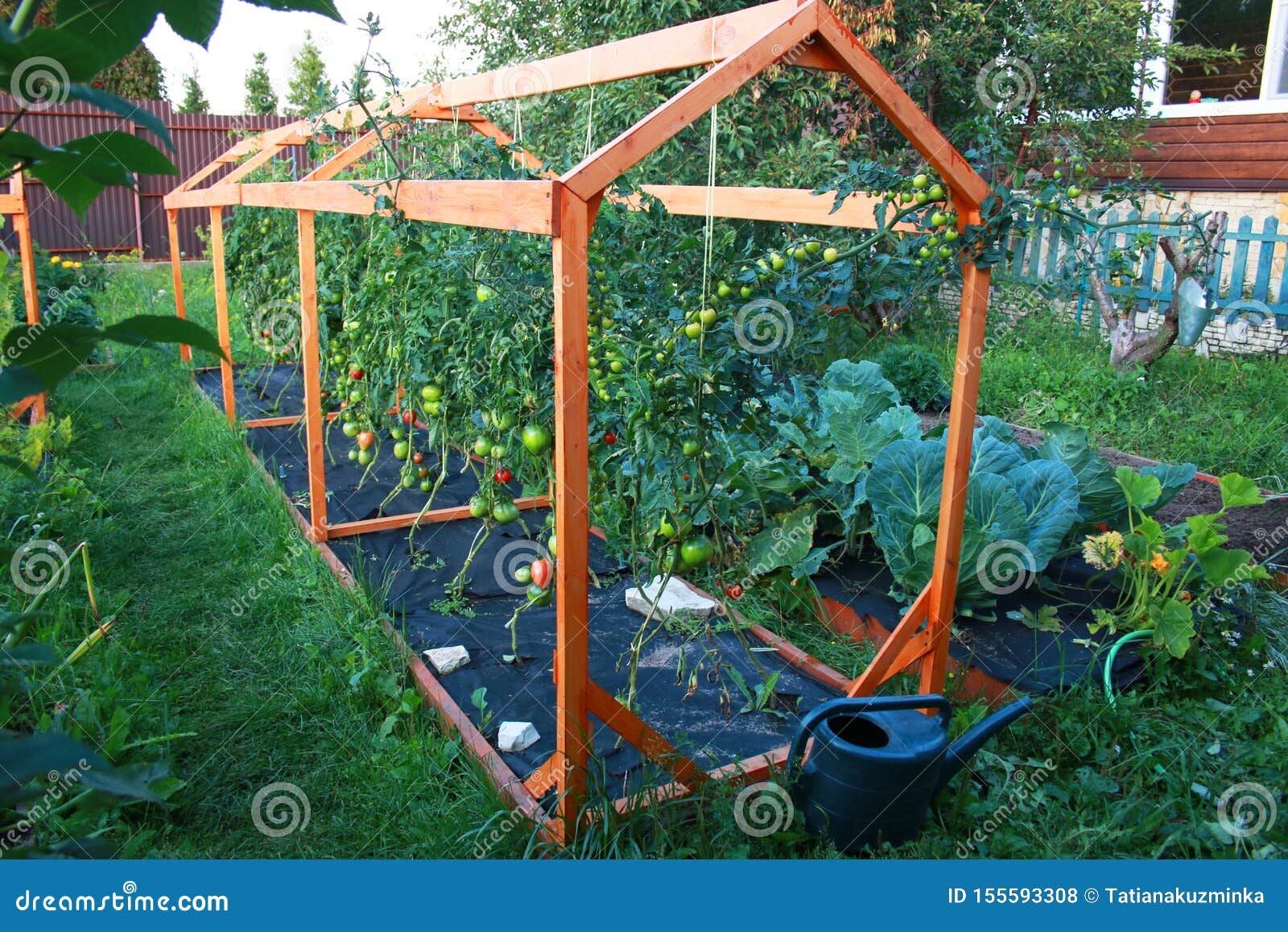 Tomato Plantation Grow In Garden On Farm Black Mulch Homegrown Tomatoes Grown In The Garden Harvest Stock Photo Image Of Closeup Healthy 155593308