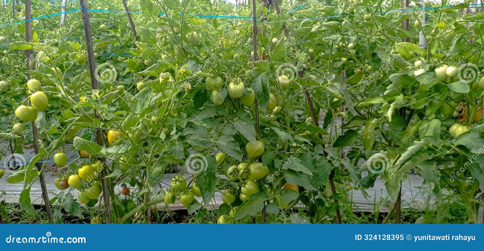 Tomato Plants that Bear Lots of Fruit and are Dense Stock Image Image