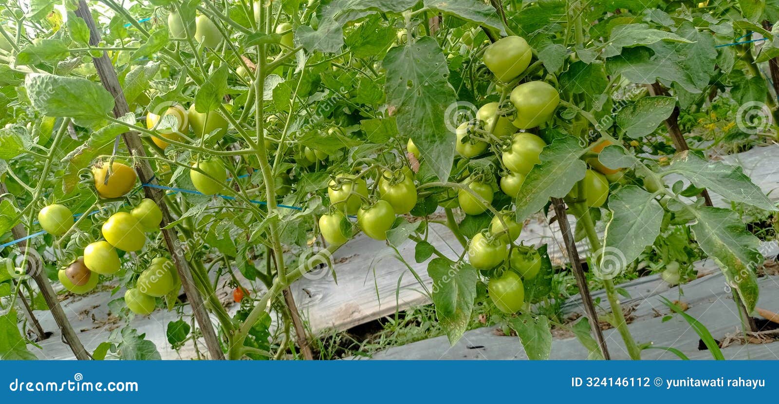 Tomato Plants that Bear Lots of Fruit and are Dense Stock Photo Image